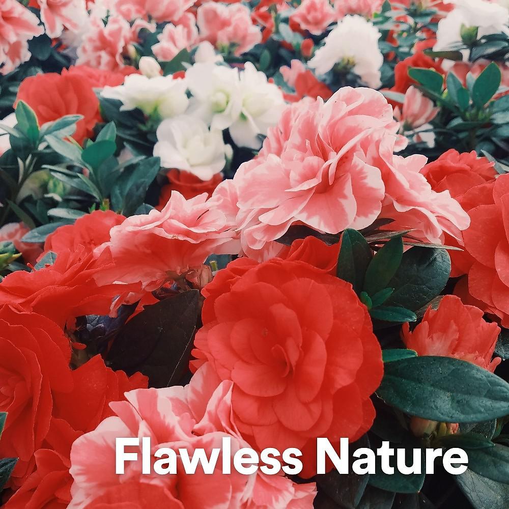 Постер альбома Flawless Nature