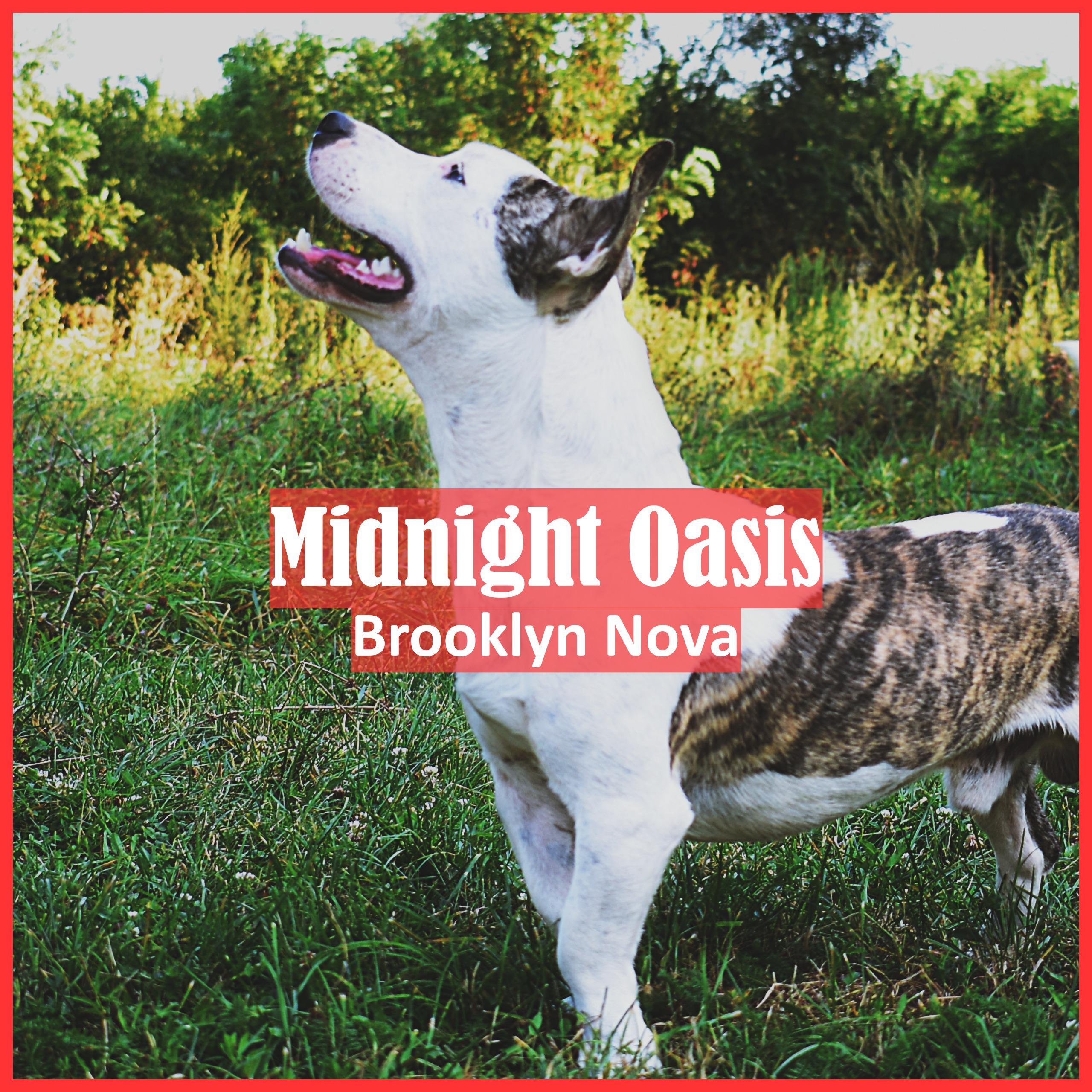 Постер альбома Midnight Oasis