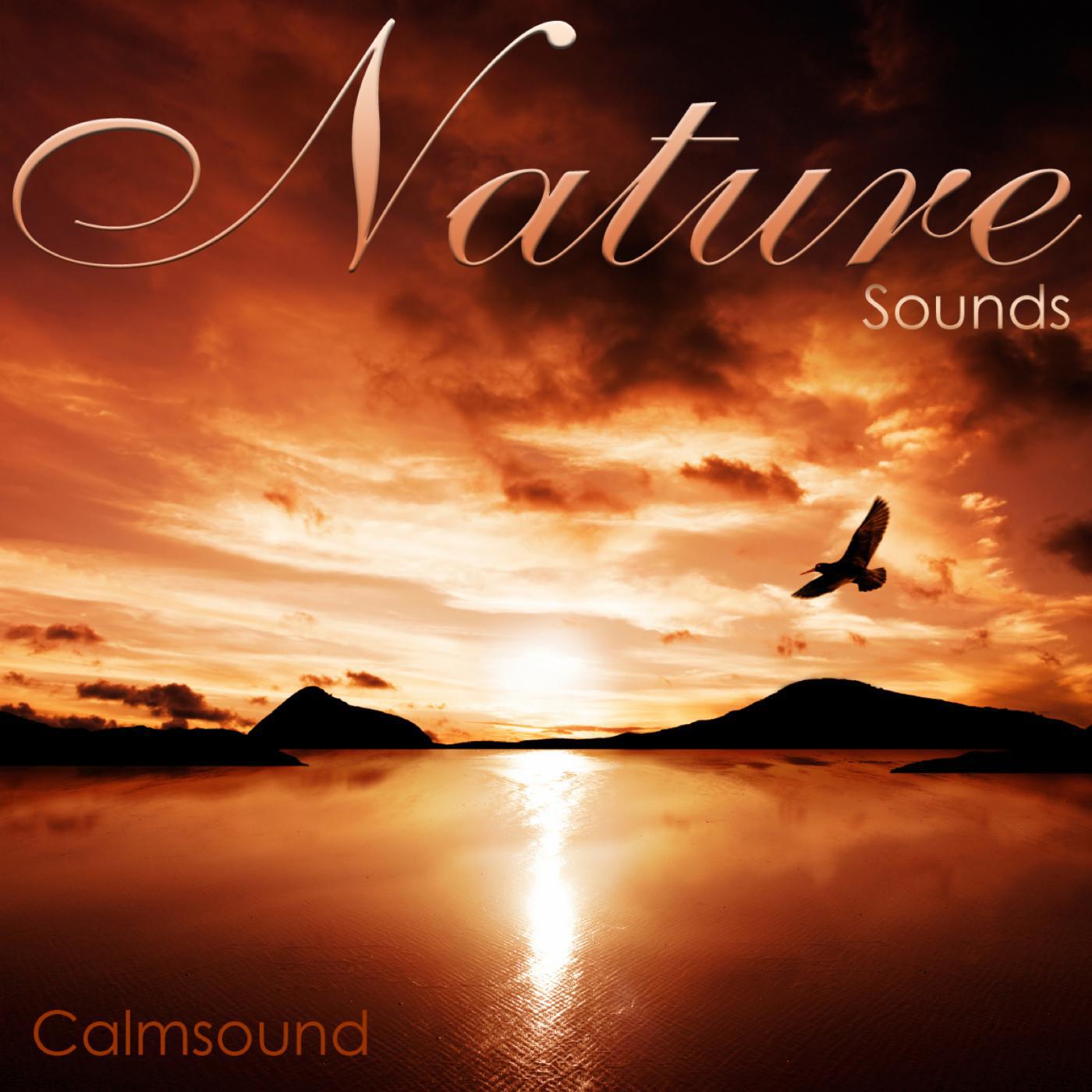Calmsound - Desert At Night - Wildlife Sounds On a Gentle Breeze