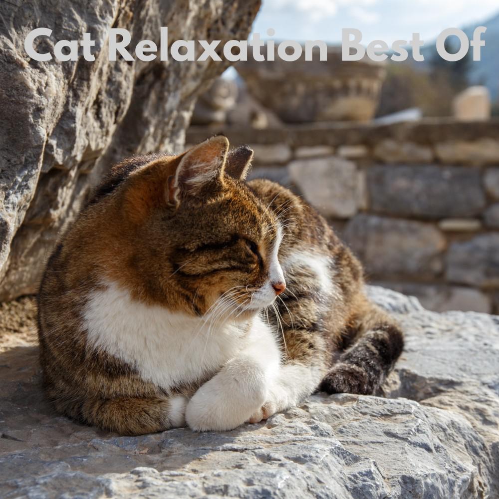 Постер альбома Cat Relaxation Best Of