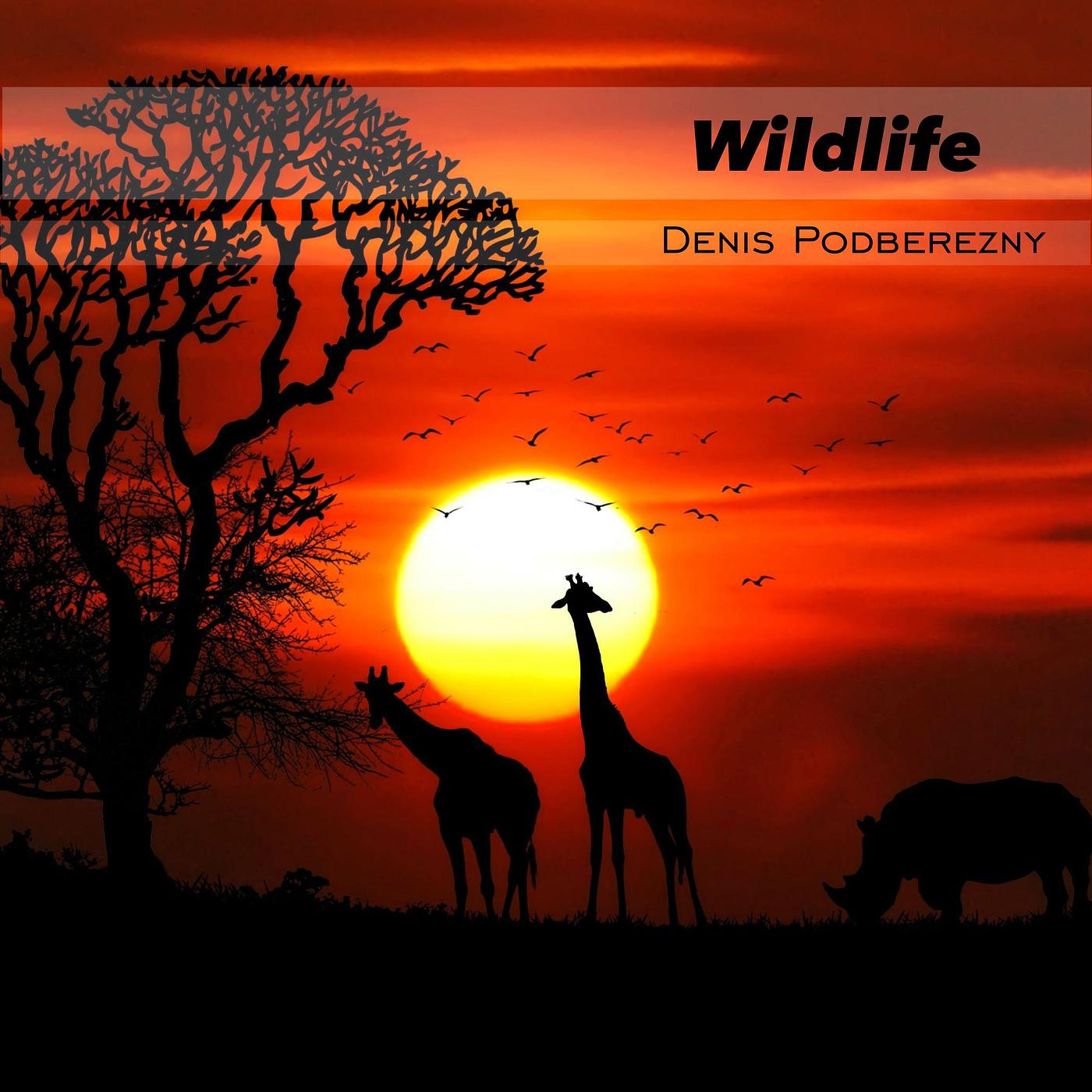 Постер альбома Wildlife