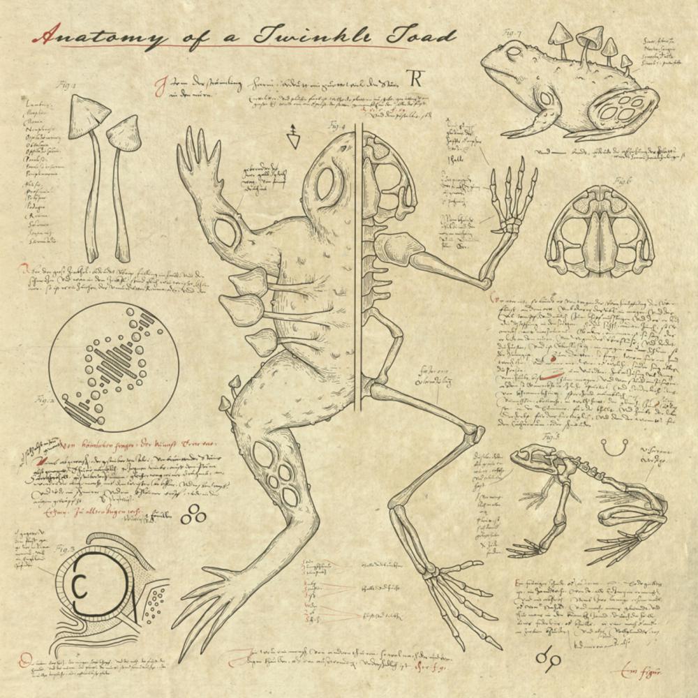 Постер альбома Anatomy of a Twinkle Toad