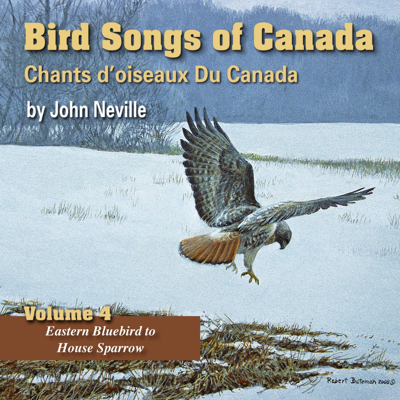 John Neville - Hermit Thrush