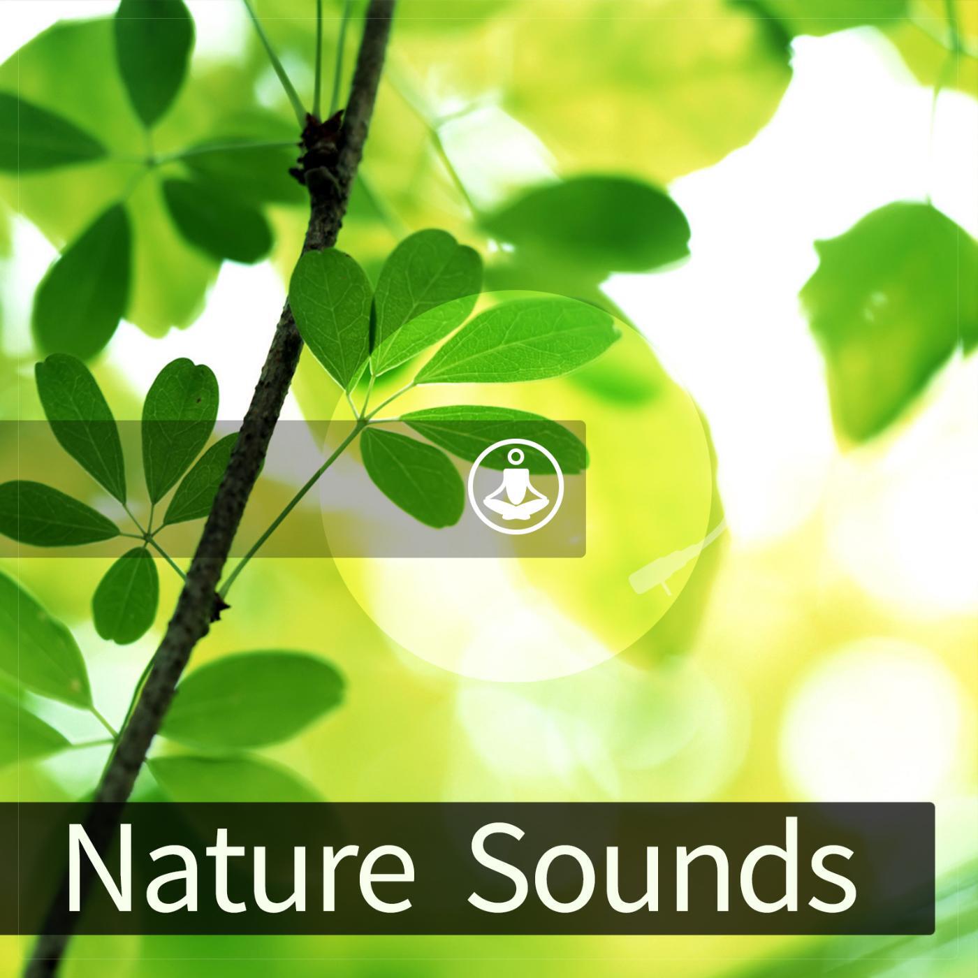 Satorio - River Sounds