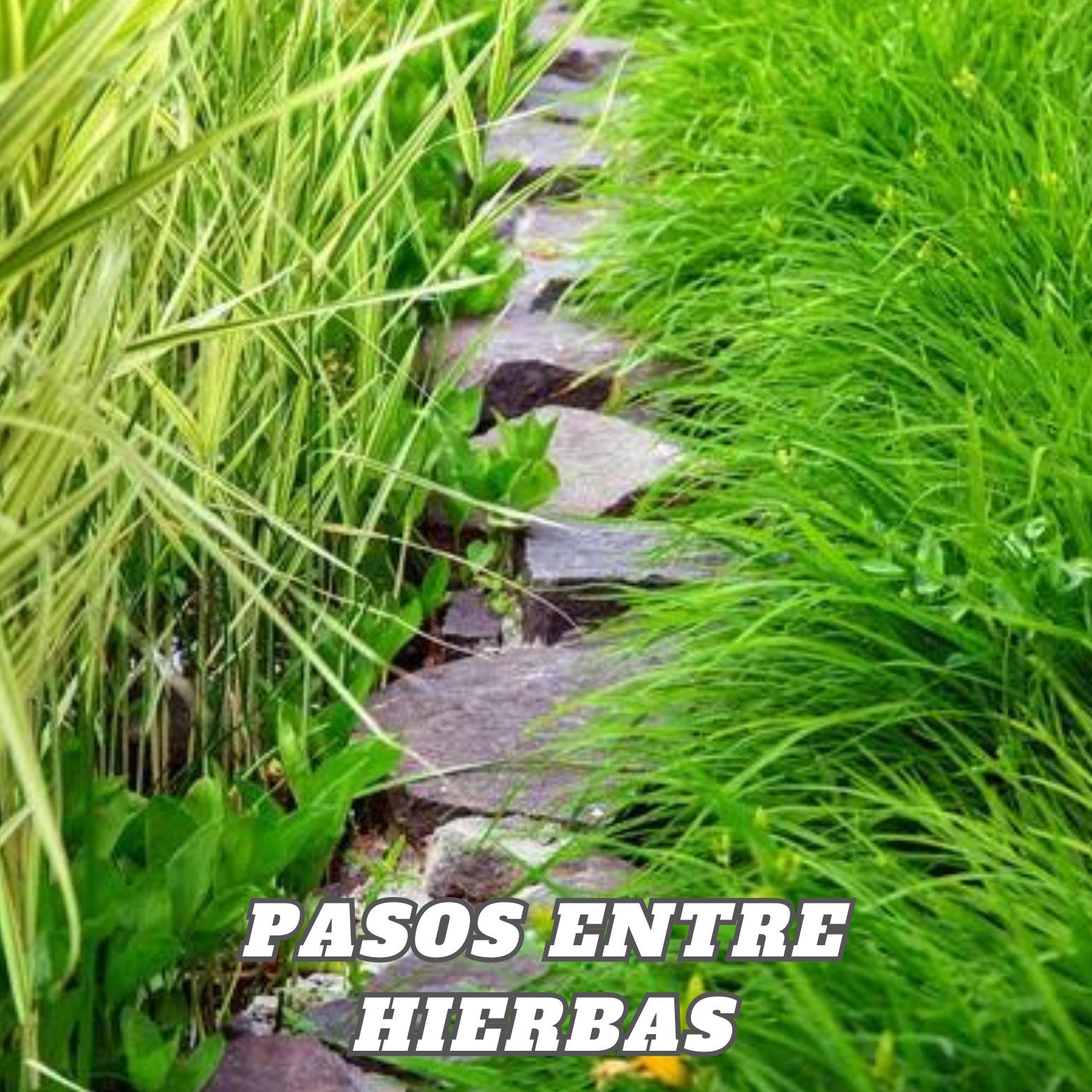 Постер альбома Pasos entre Hierbas