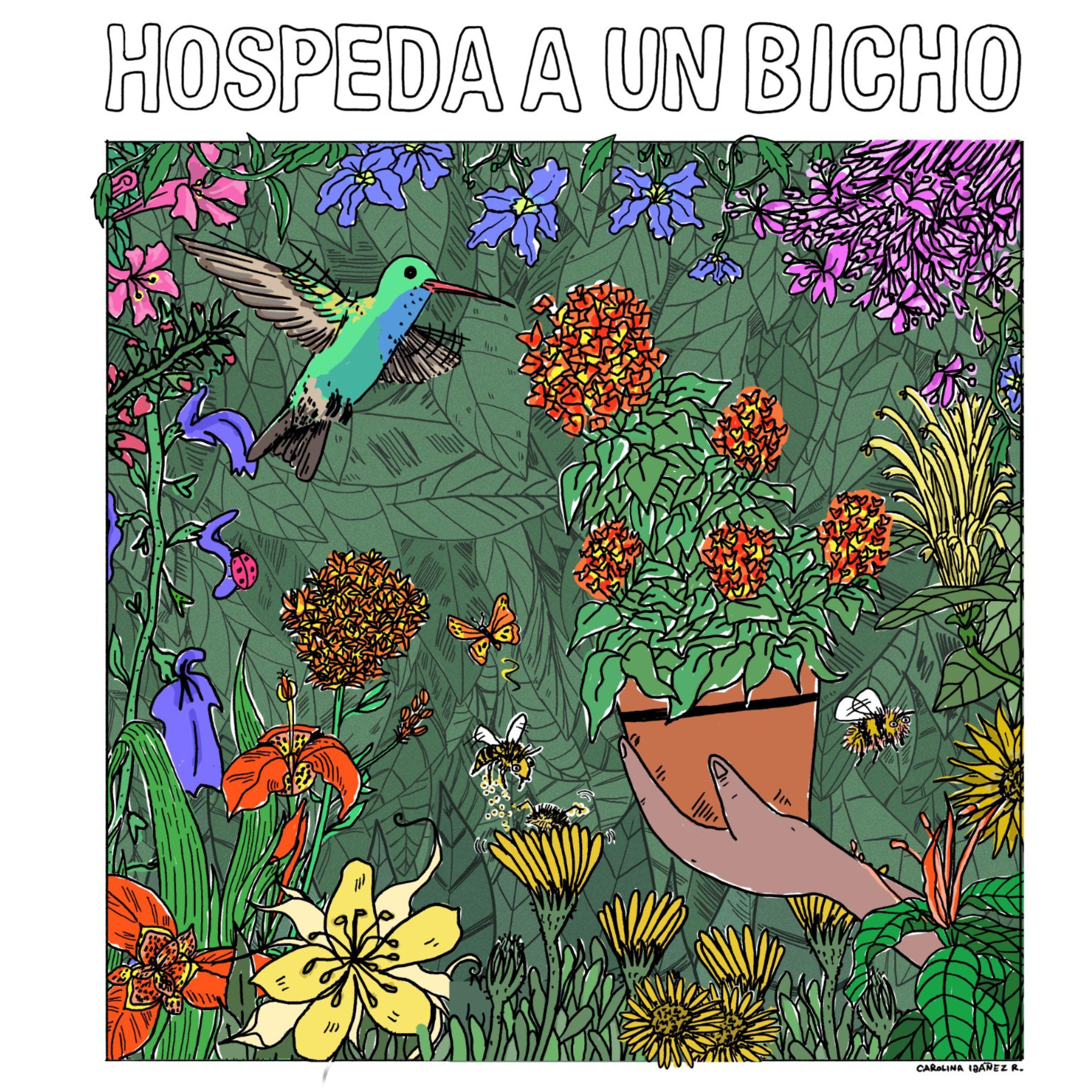 Постер альбома Hospeda a un bicho