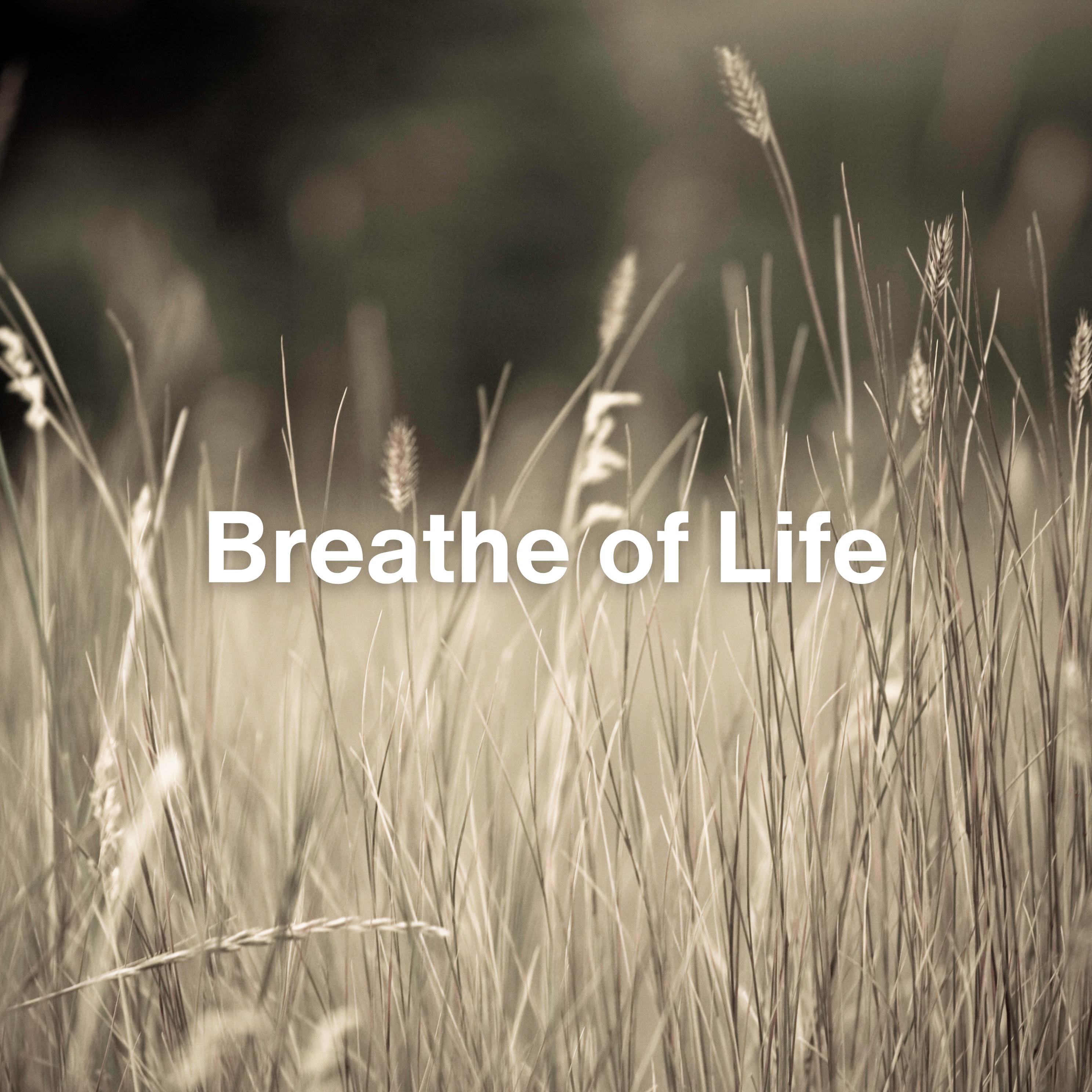 Постер альбома Breathe of Life