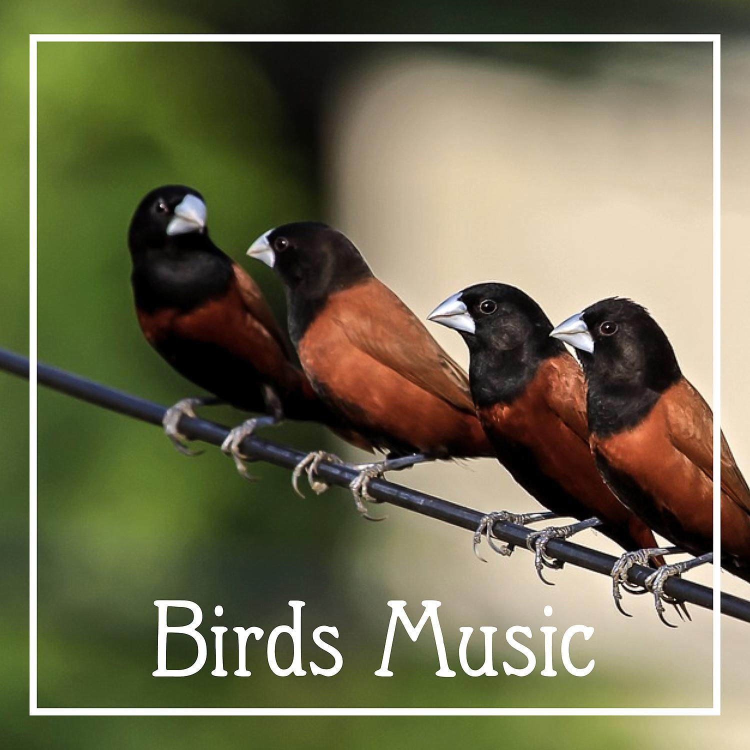 Постер альбома Birds Music – Natural Sounds, Deep Meditation, Forest of Birds, Calm Noise