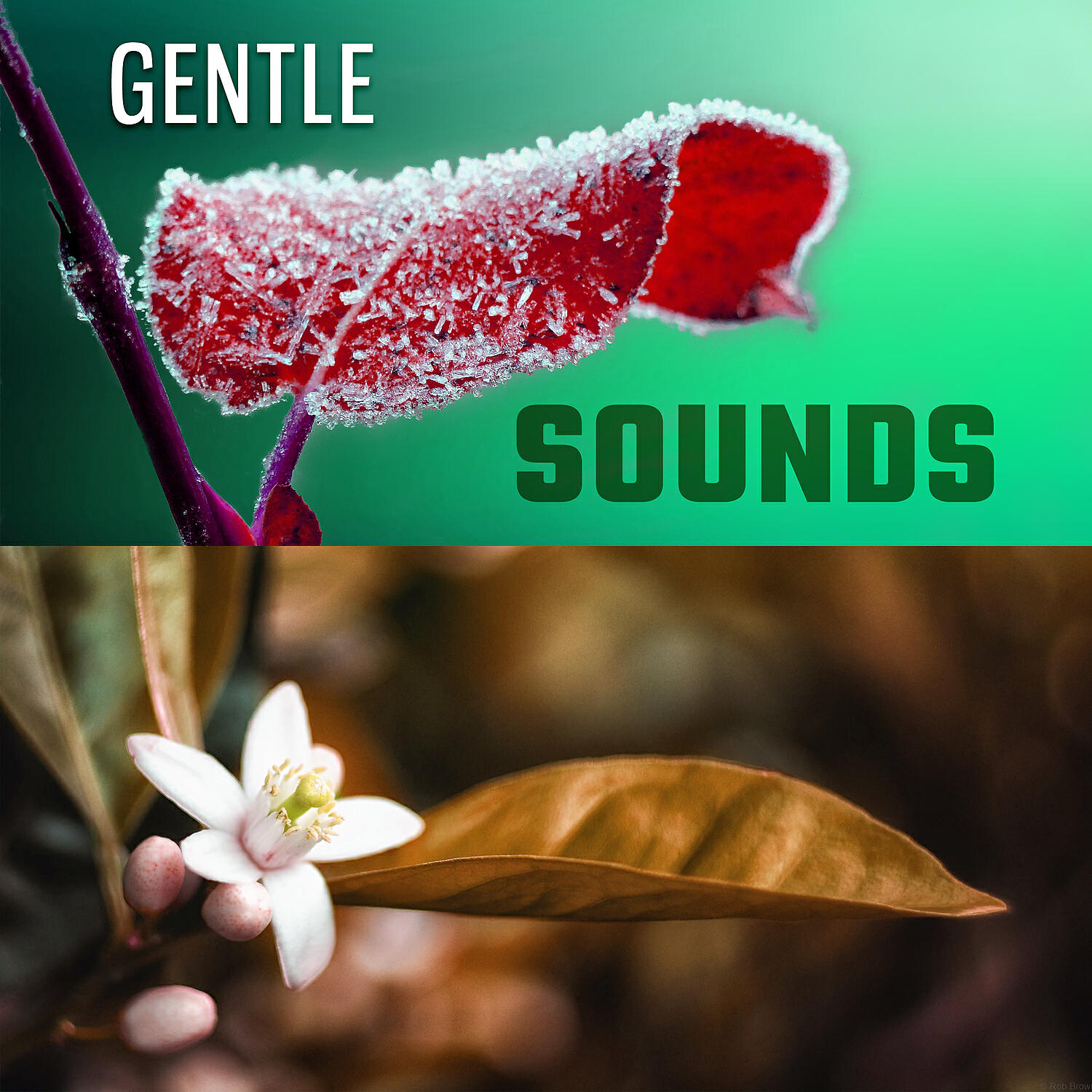 Rest & Relax Nature Sounds Artists - Sleep Rain