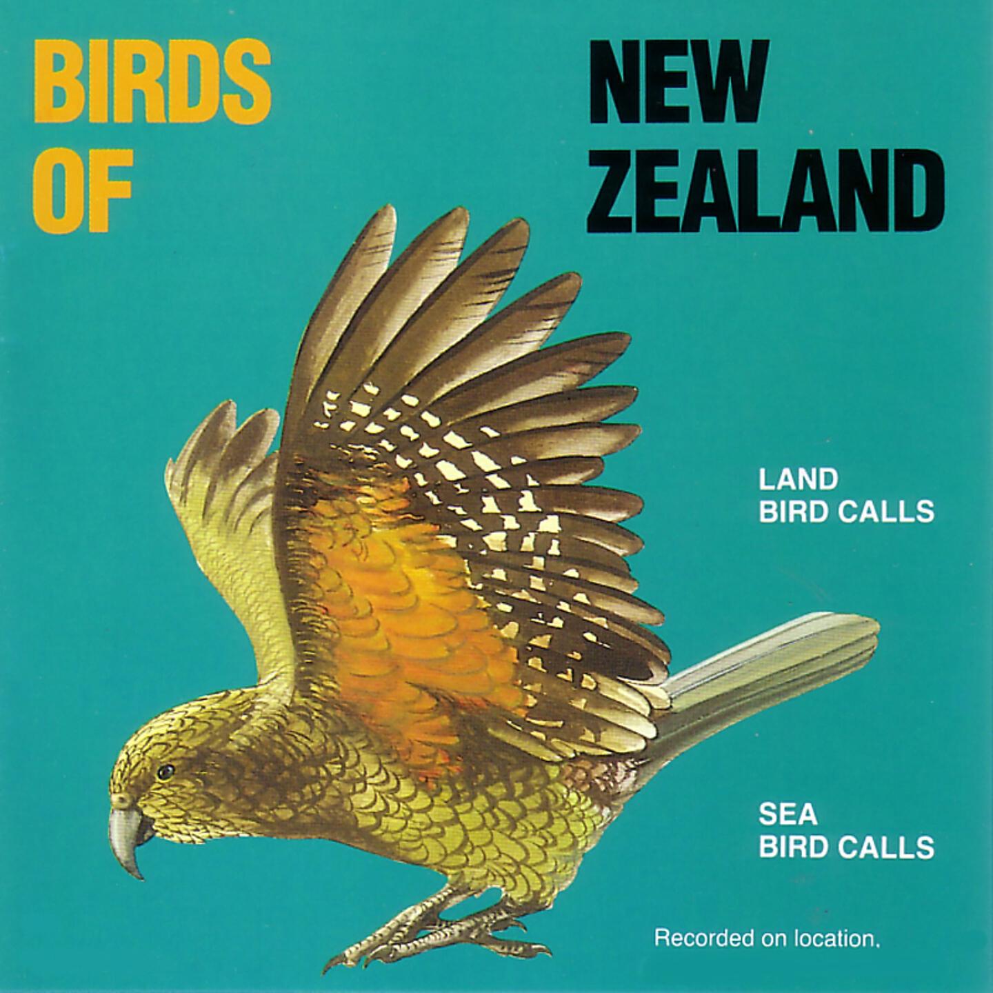 Birds of New Zealand - Little Spotted Kiwi