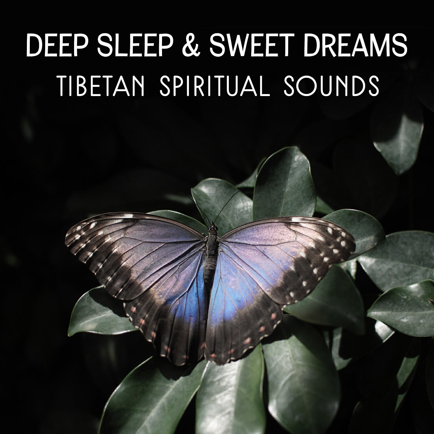 Insomnia Instrumental Academy - Harmony Soul: New Age Music of Nature