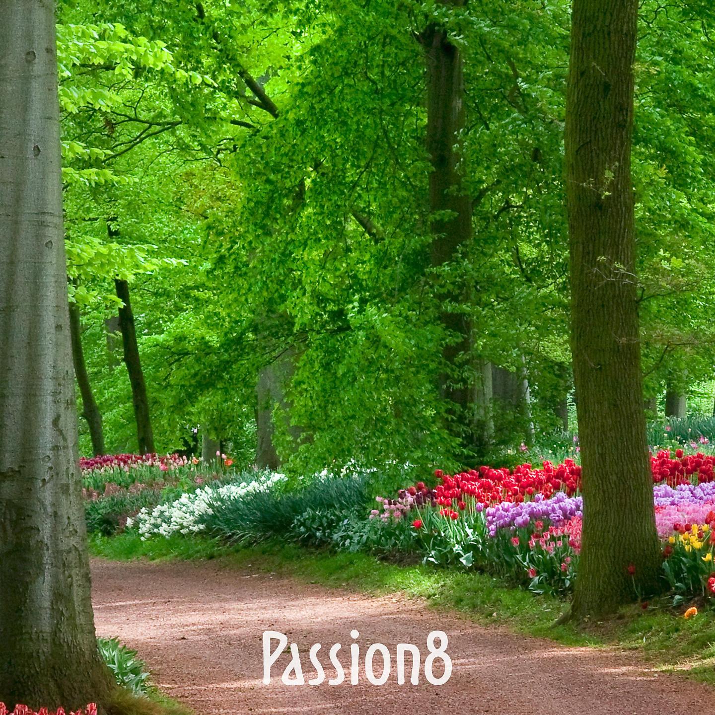 Постер альбома Passion8
