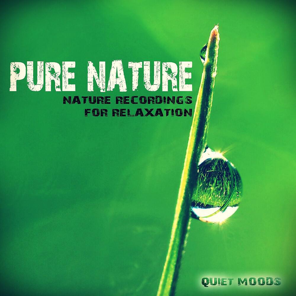 Quiet Nature Moods - Crickets Near the Forest