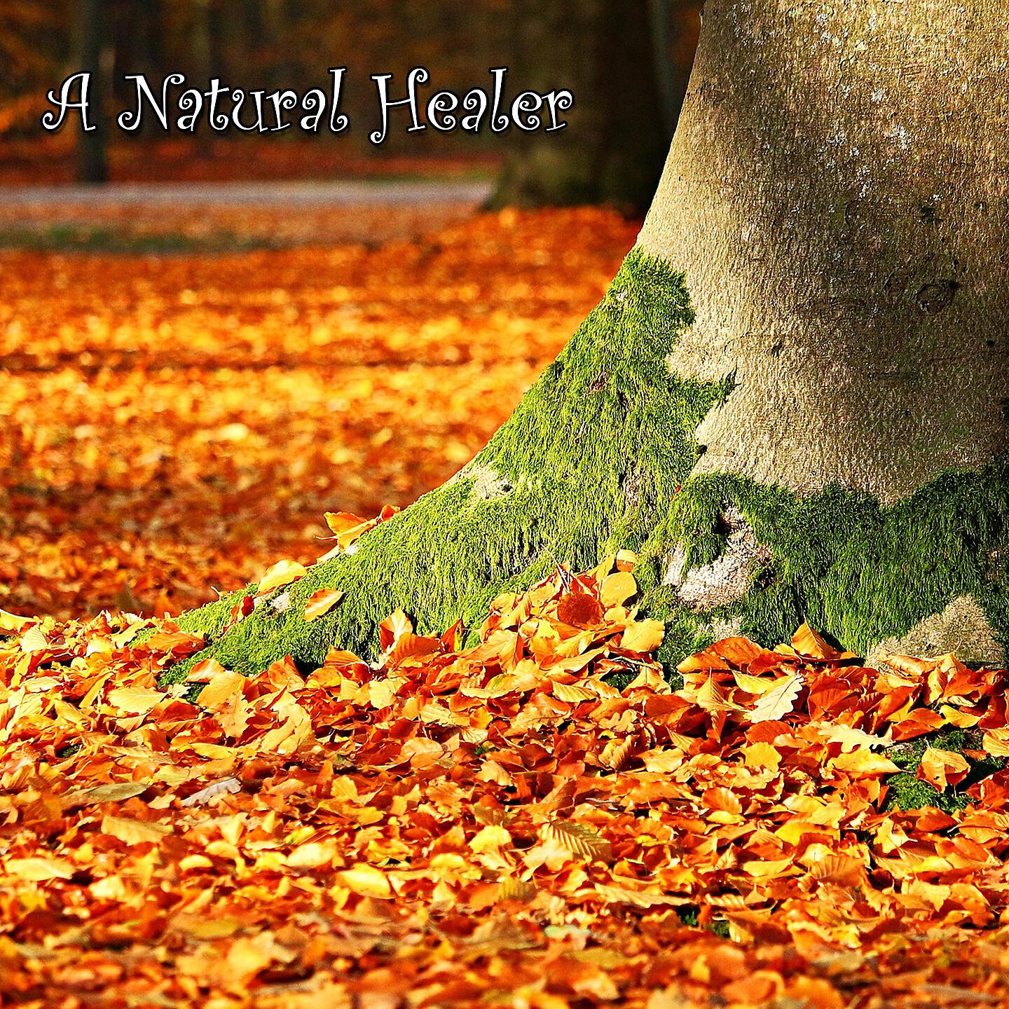 Best Relaxing SPA Music - The Dawn Chorus Of Binaural Beats