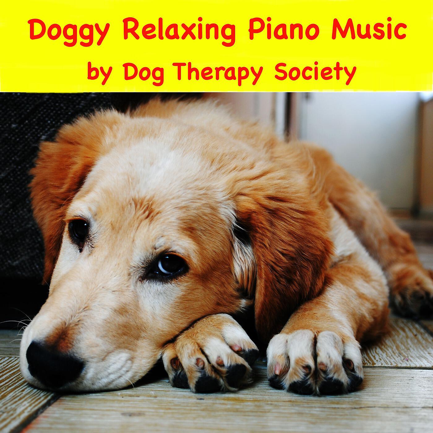 Dog Therapy Society - Bear’s Bedtime