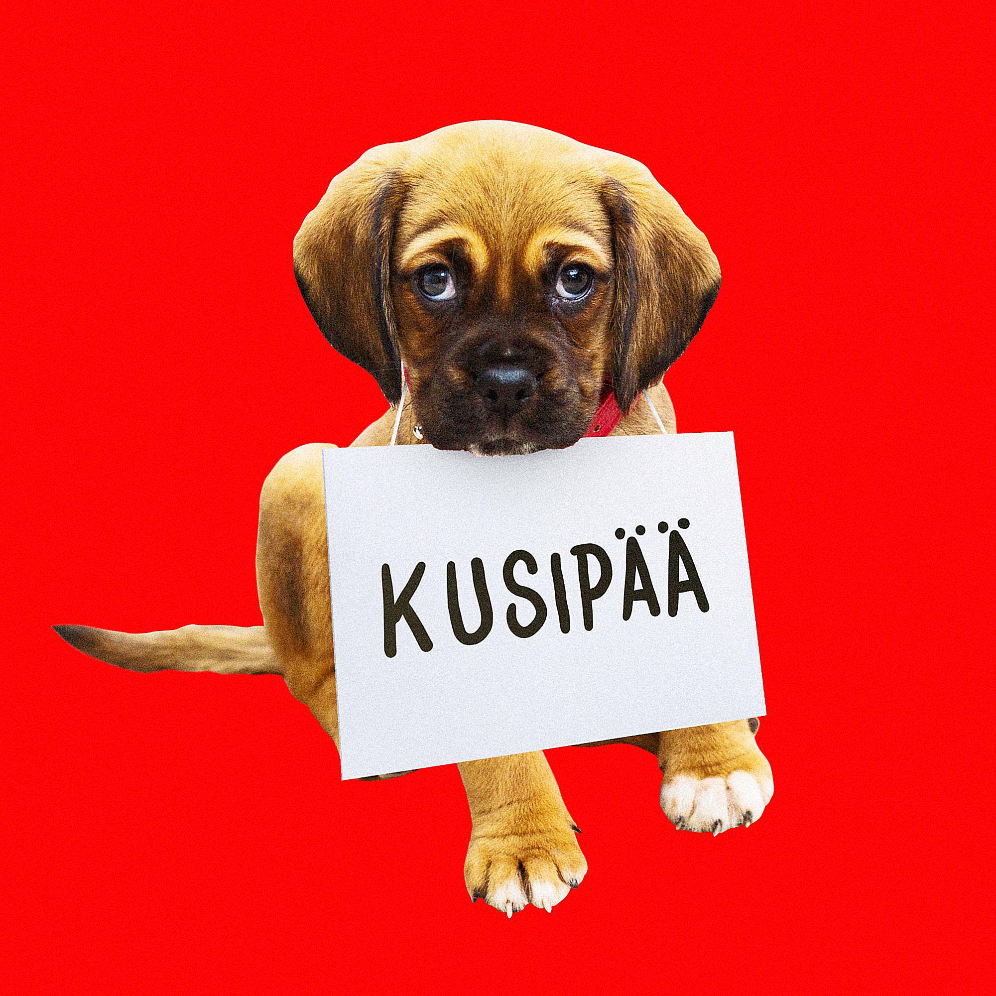 Постер альбома Kusipää