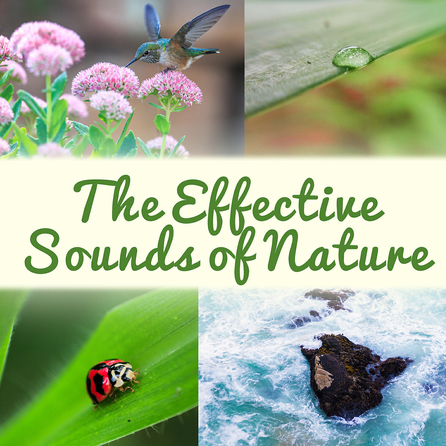 Serenity Nature Sounds Academy - Divine Session