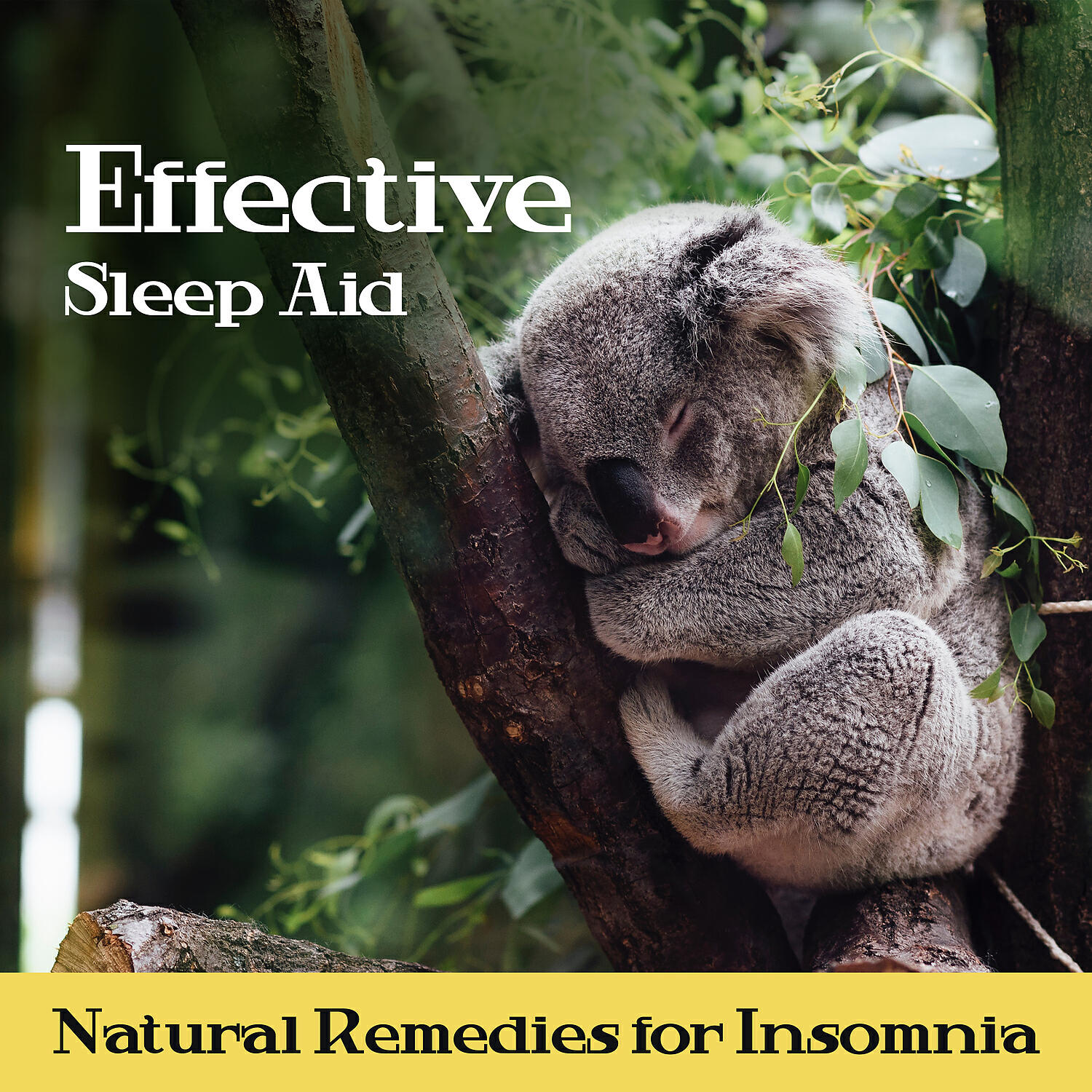 Deep Sleep Hypnosis Masters / Insomnia Music Universe - Magic Voices of Nature