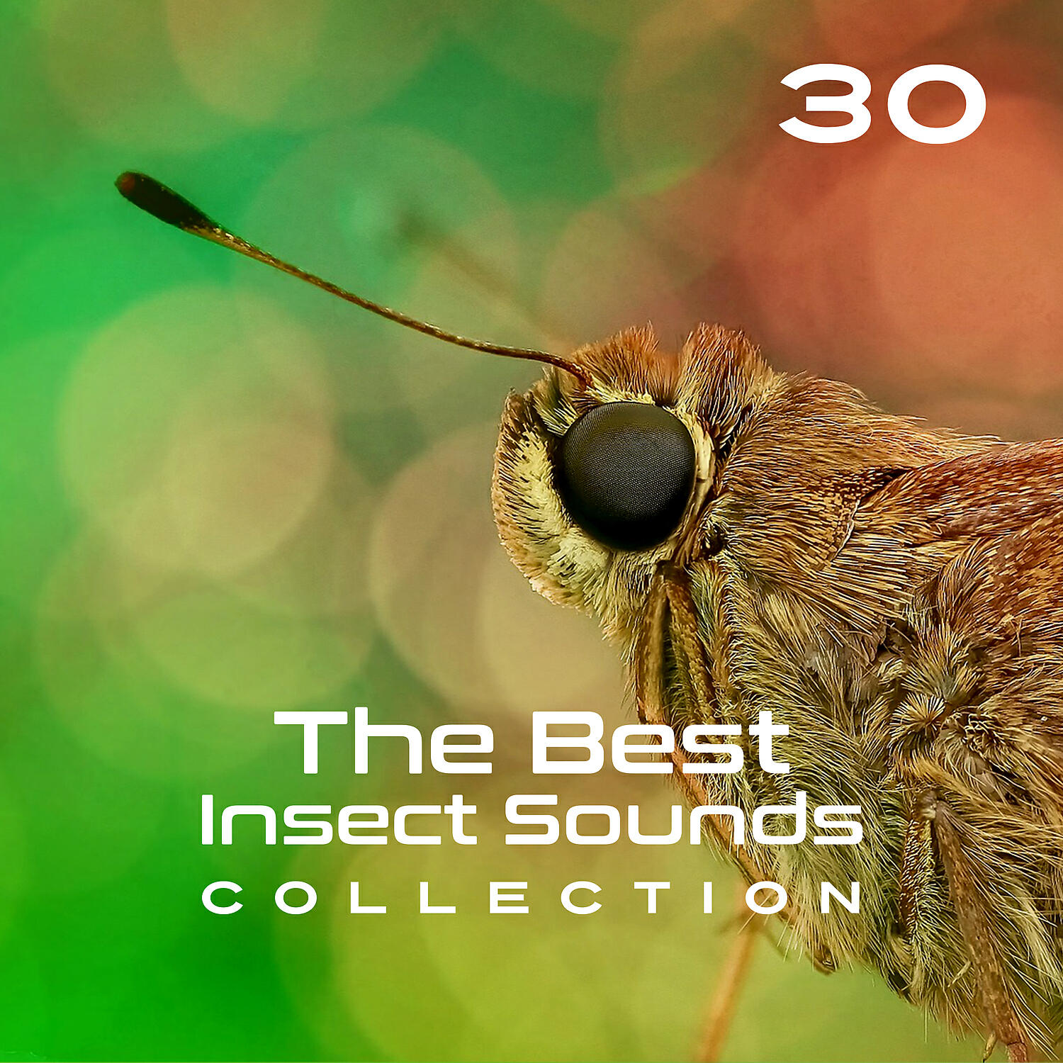 Close to Nature Music Ensemble - Secret of Japan Garden