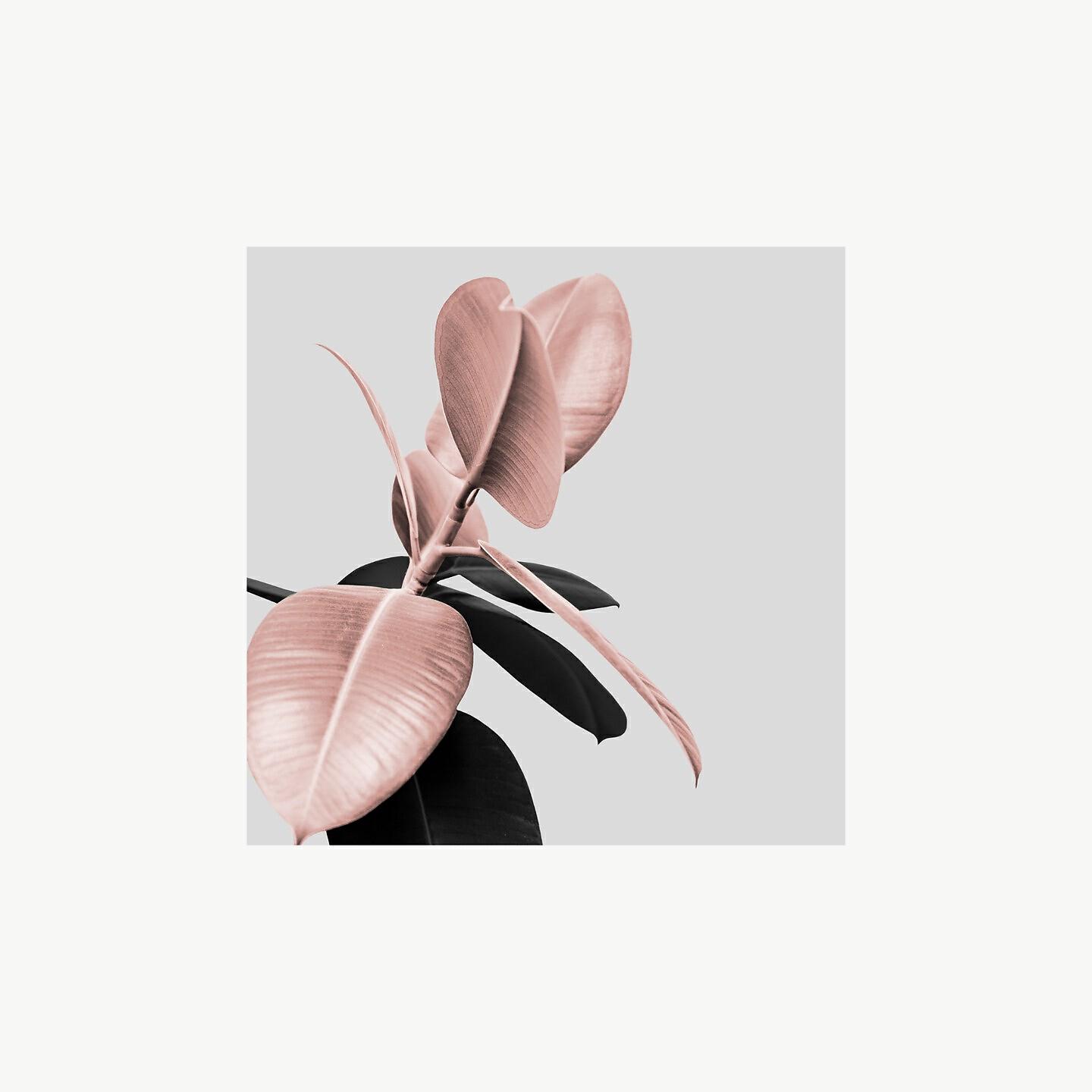 Ayelle - Body