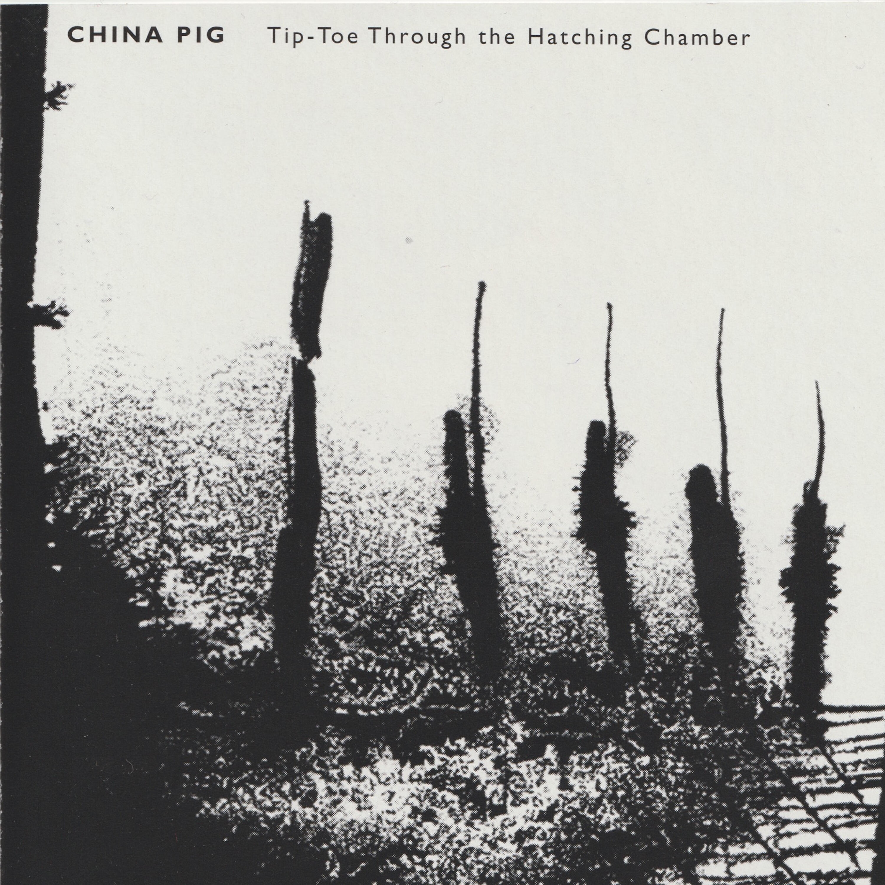 China Pig - Crispus A.