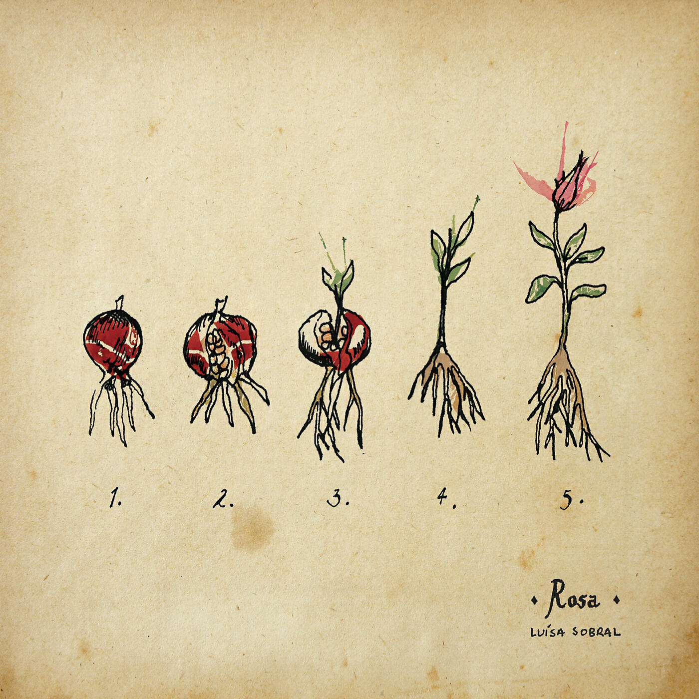 Luisa Sobral - Querida Rosa
