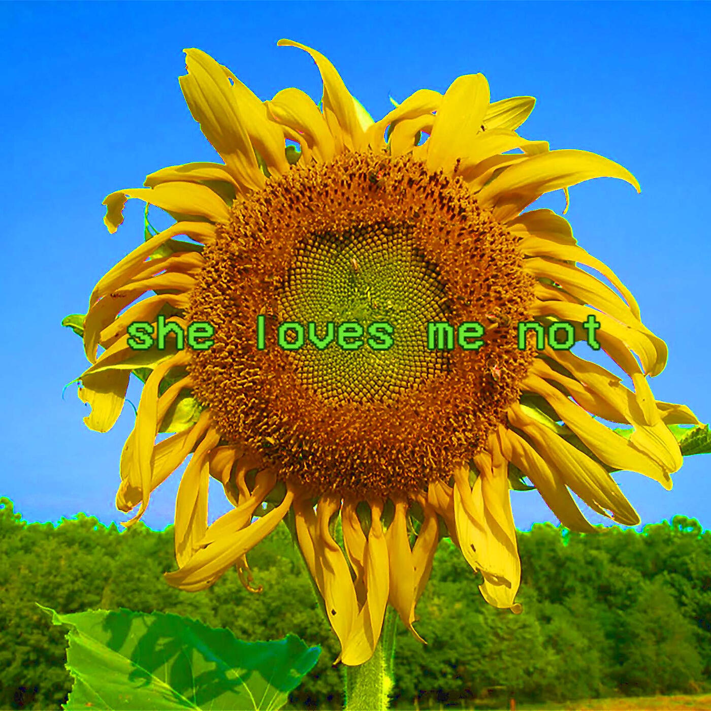 BLAHSUM - She Loves Me Not