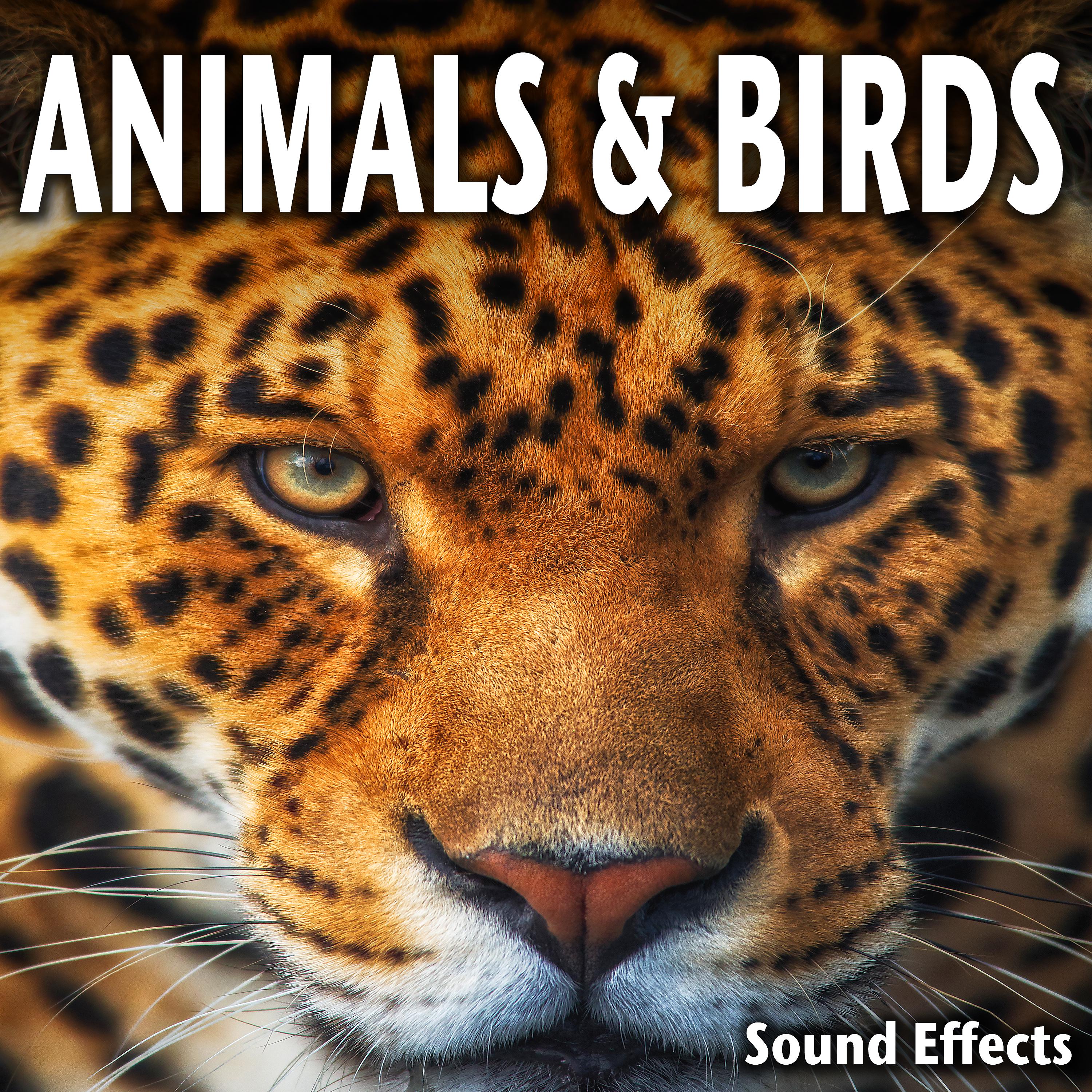 Постер альбома Animals and Birds Sound Effects