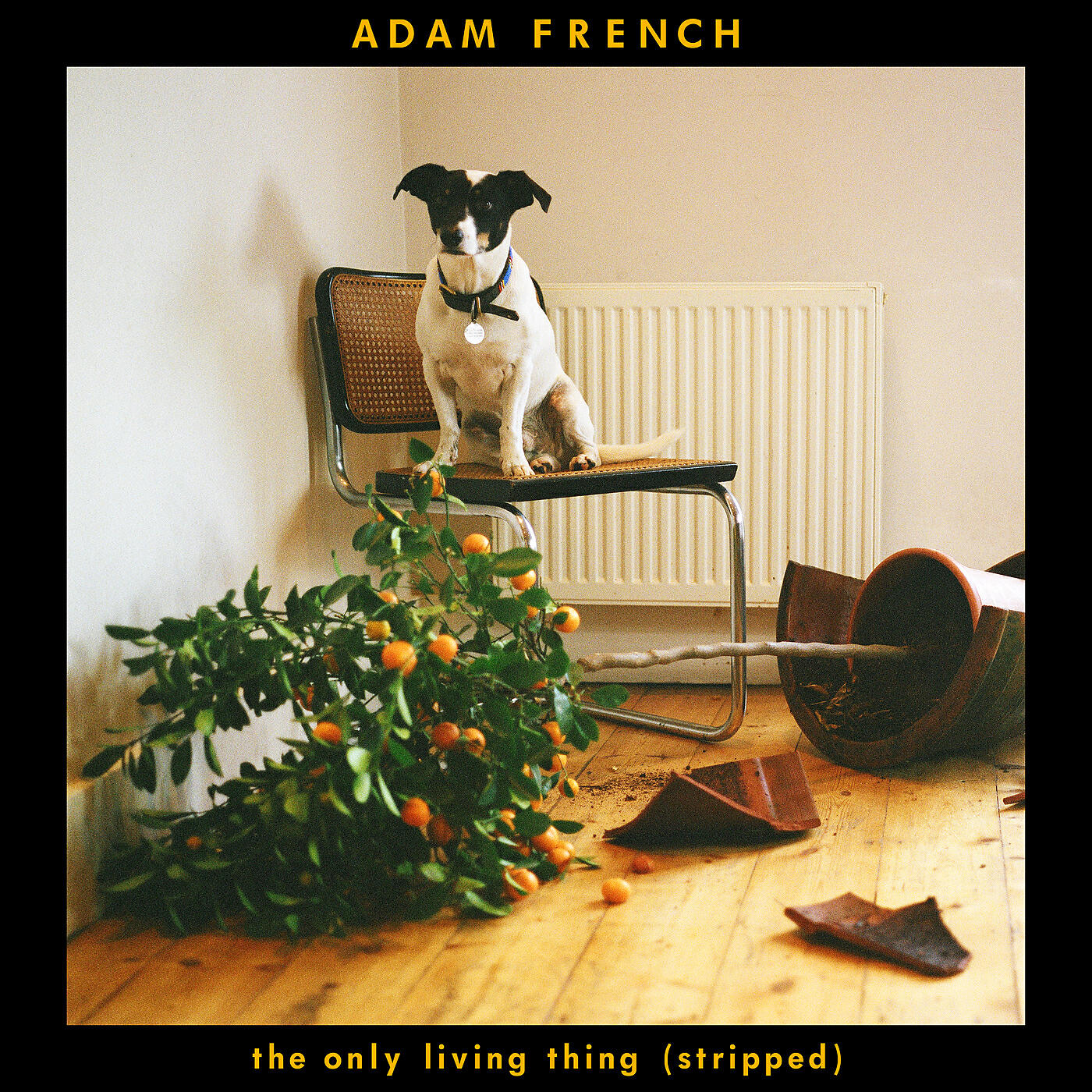 Adam French - The Only Living Thing (Stripped)