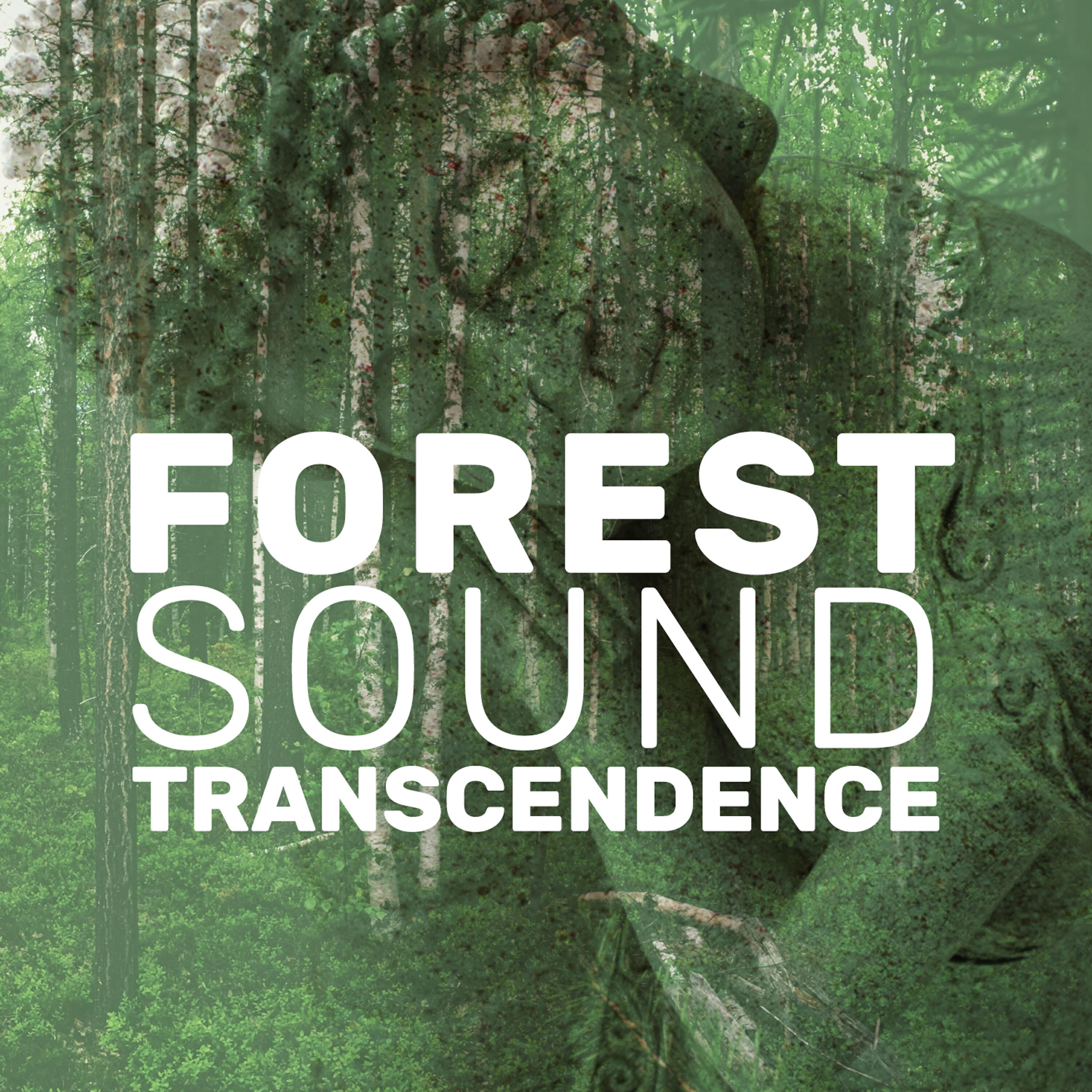 Meditate to Sounds of Nature - Small Brook
