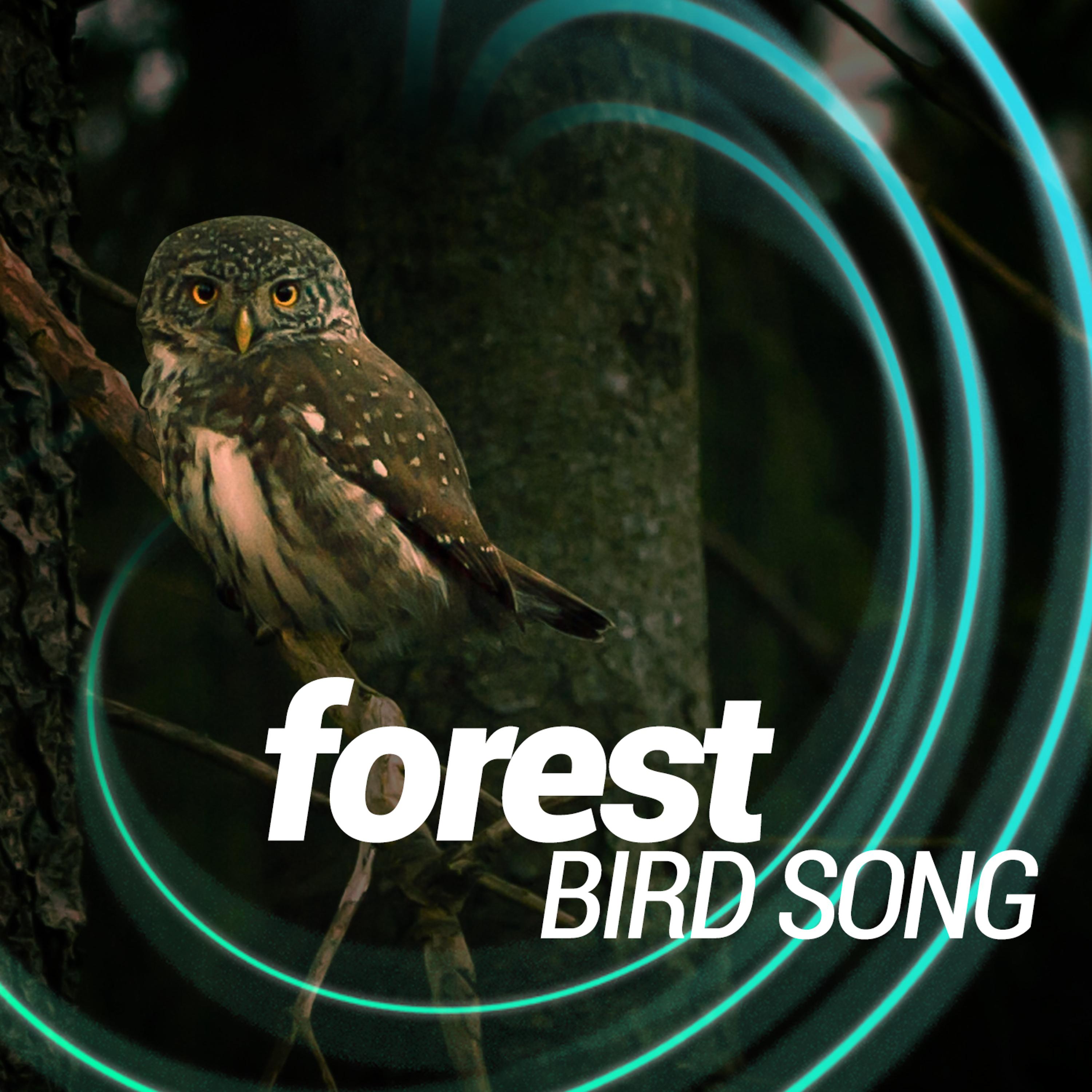 Постер альбома Forest Bird Song