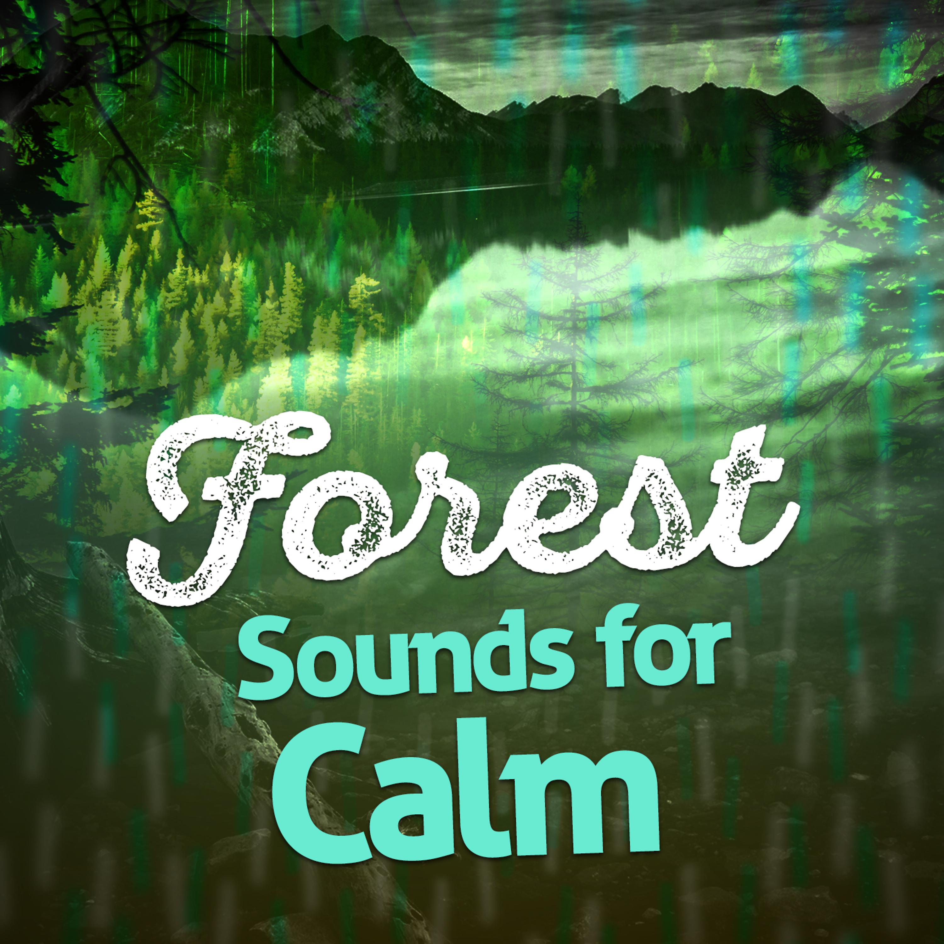 Постер альбома Forest Sounds for Calm