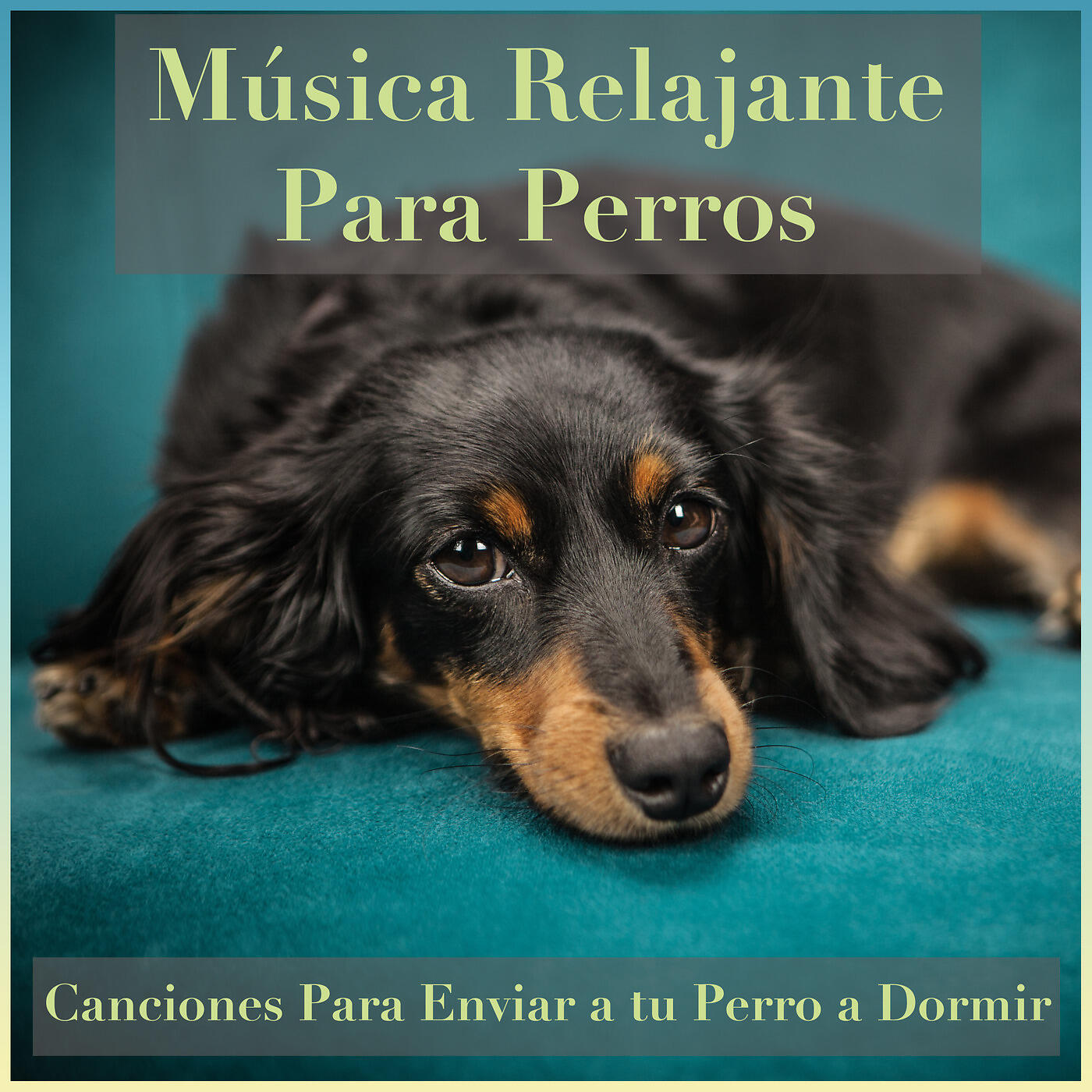 RelaxMyDog - Golosinas Sin Fin
