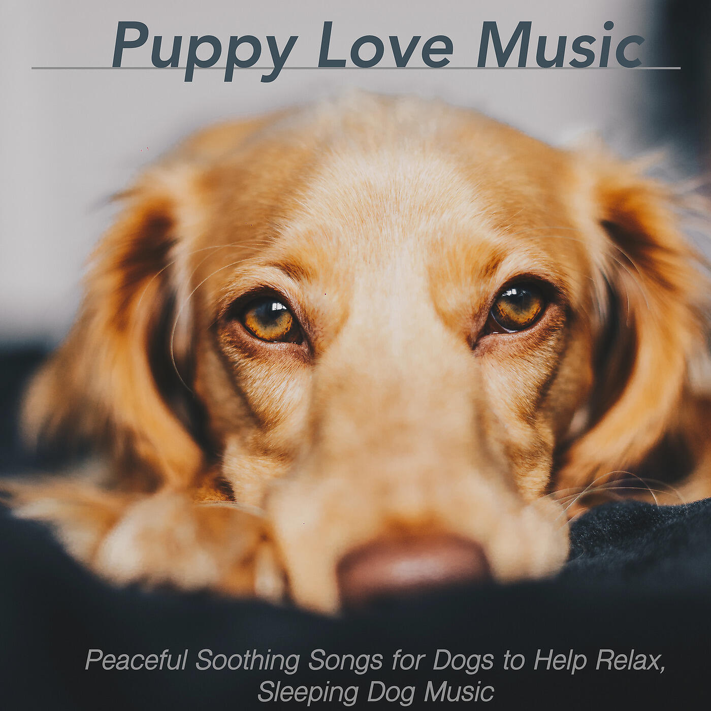 RelaxMyDog - Soft Furry Relaxation
