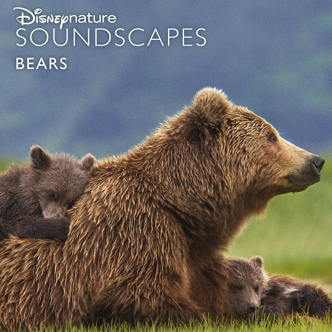 Disneynature Soundscapes - Bear Grazing in the Meadow