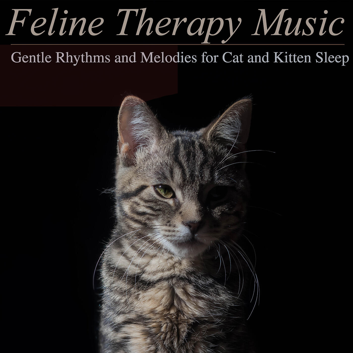 RelaxMyCat - Background Music for Cats