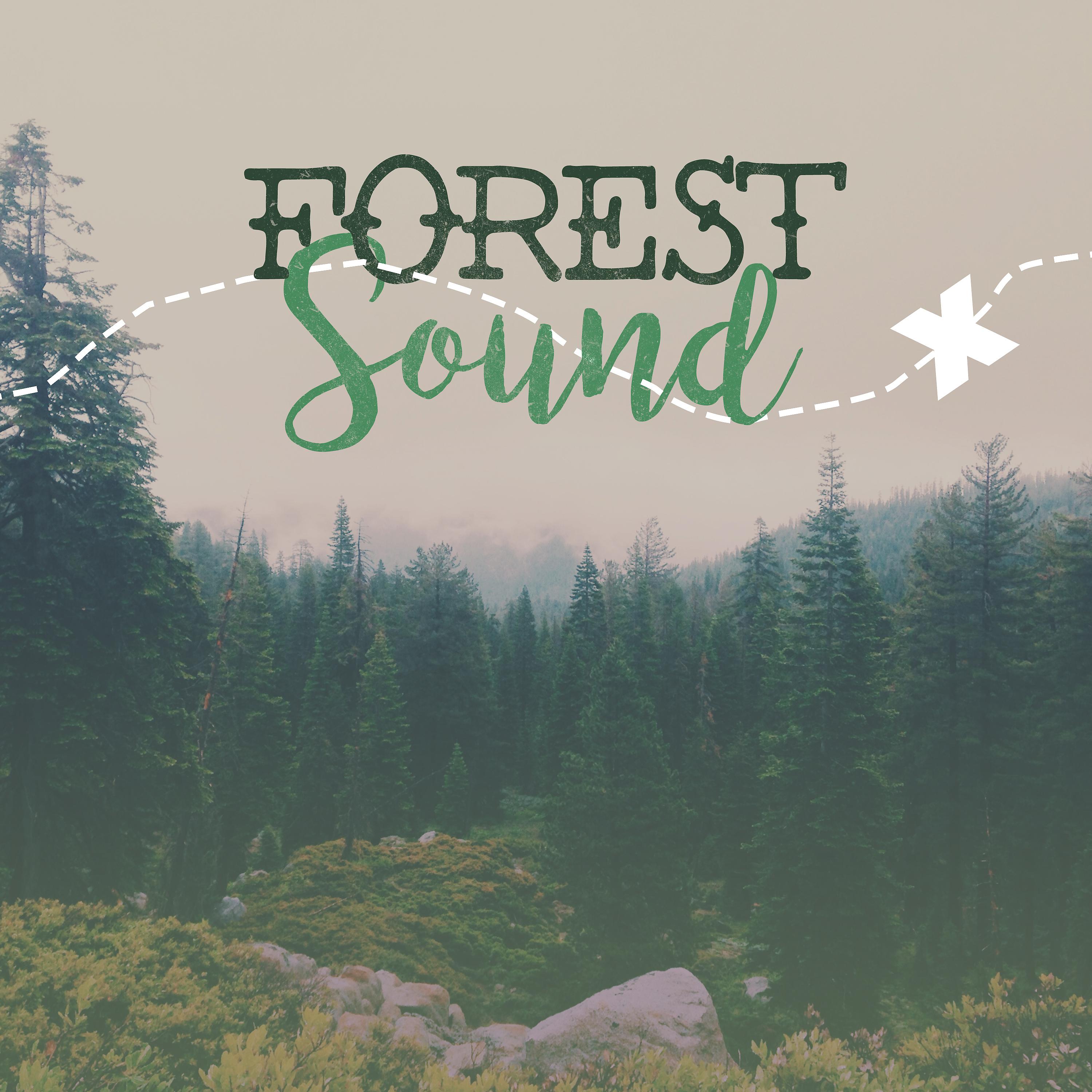 Постер альбома Forest Sound