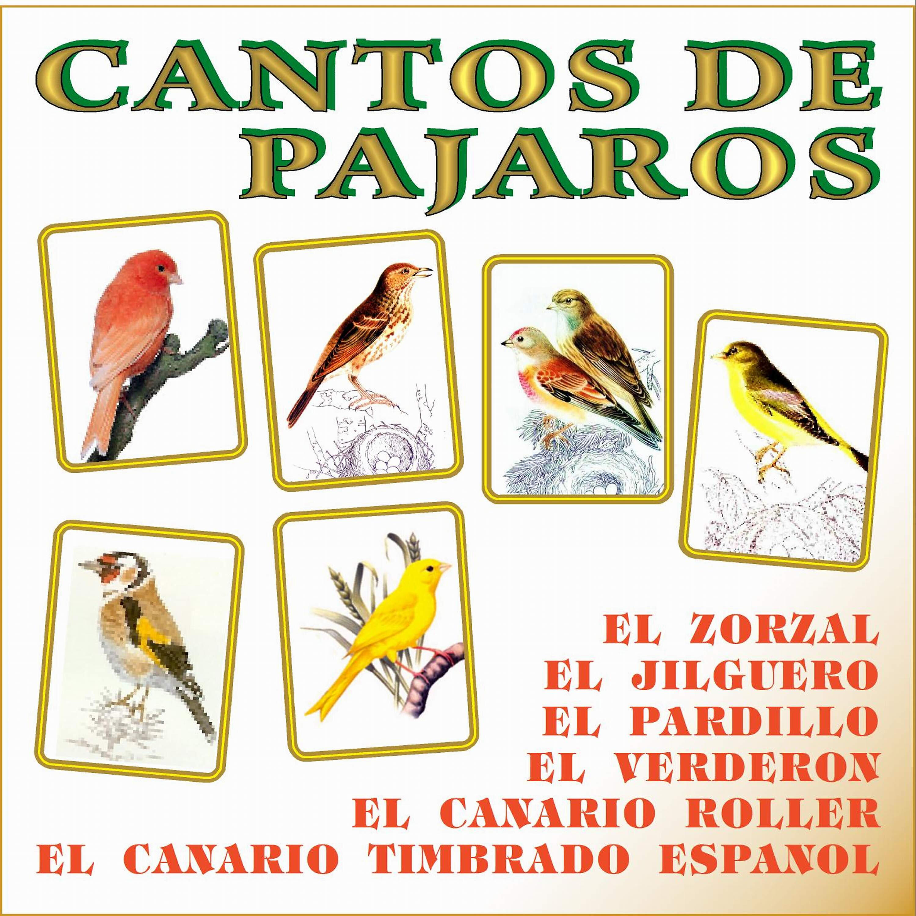 Cantos de Pájaros - El Canario Roller 2