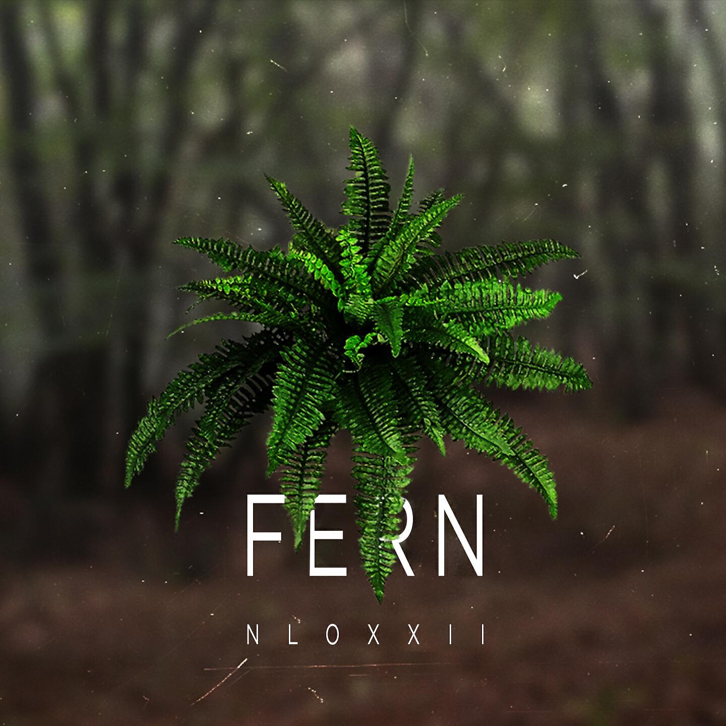 NLO22 - Fern