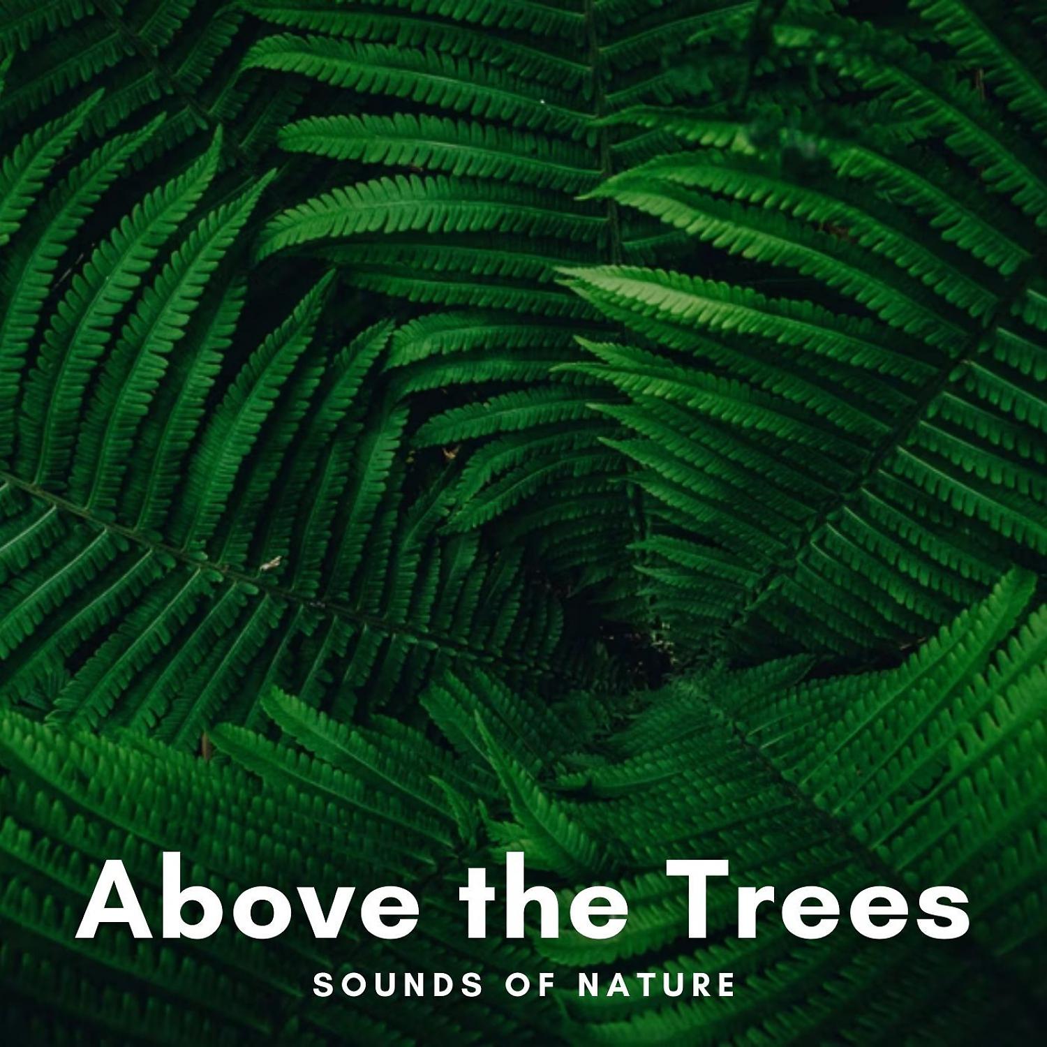 Постер альбома Sounds of Nature: Above the Trees