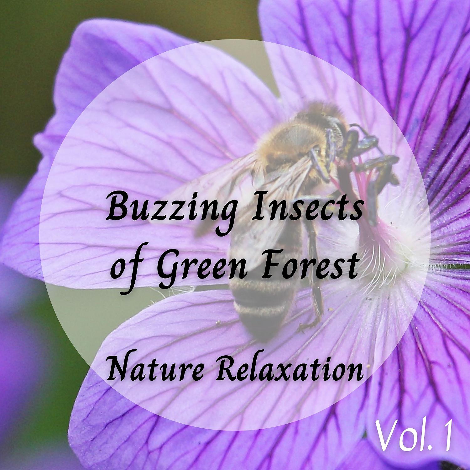 Постер альбома Nature Relaxation: Buzzing Insects of Green Forest Vol. 1