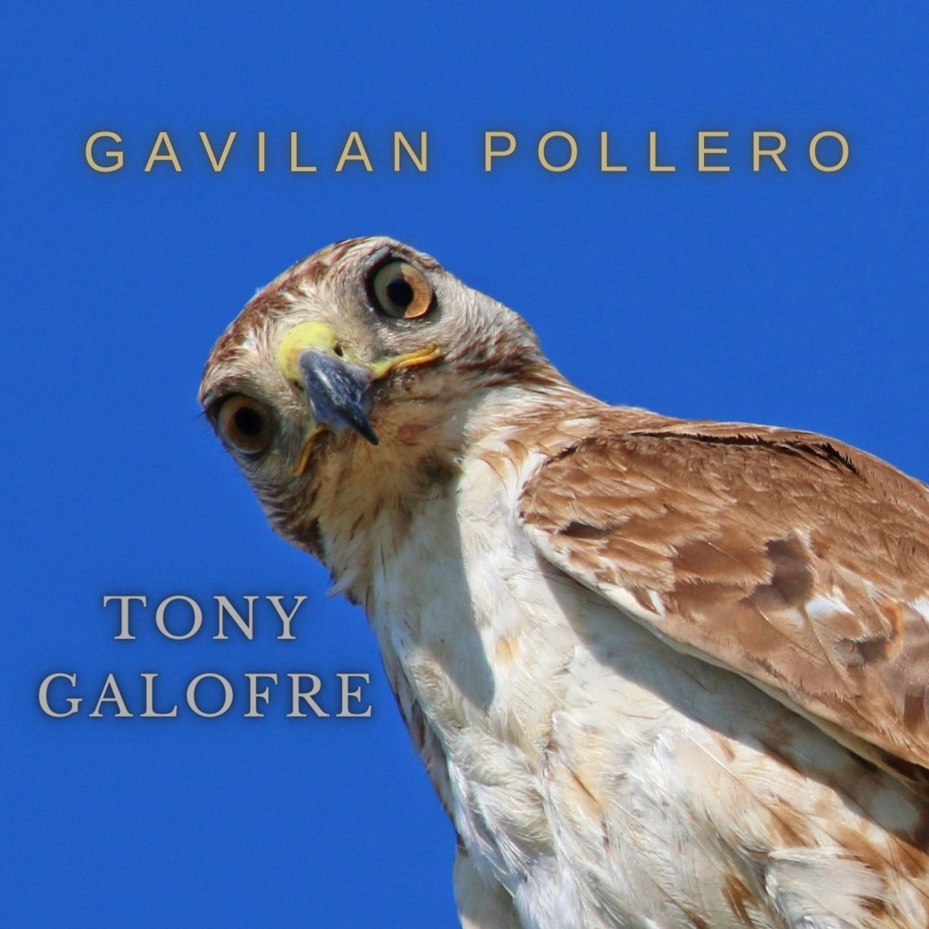 Постер альбома Gavilan Pollero