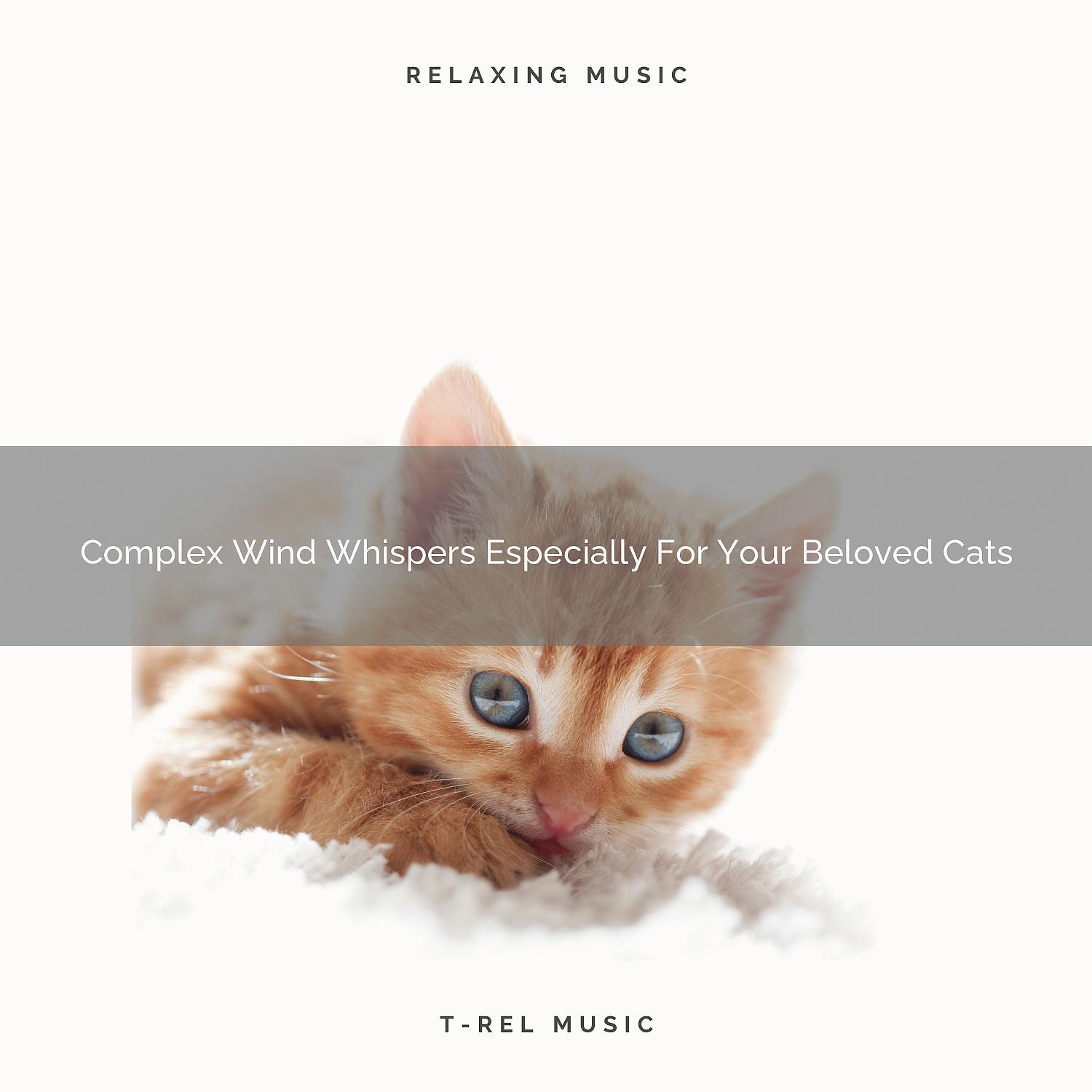Постер альбома Complex Wind Whispers Especially For Your Beloved Cats