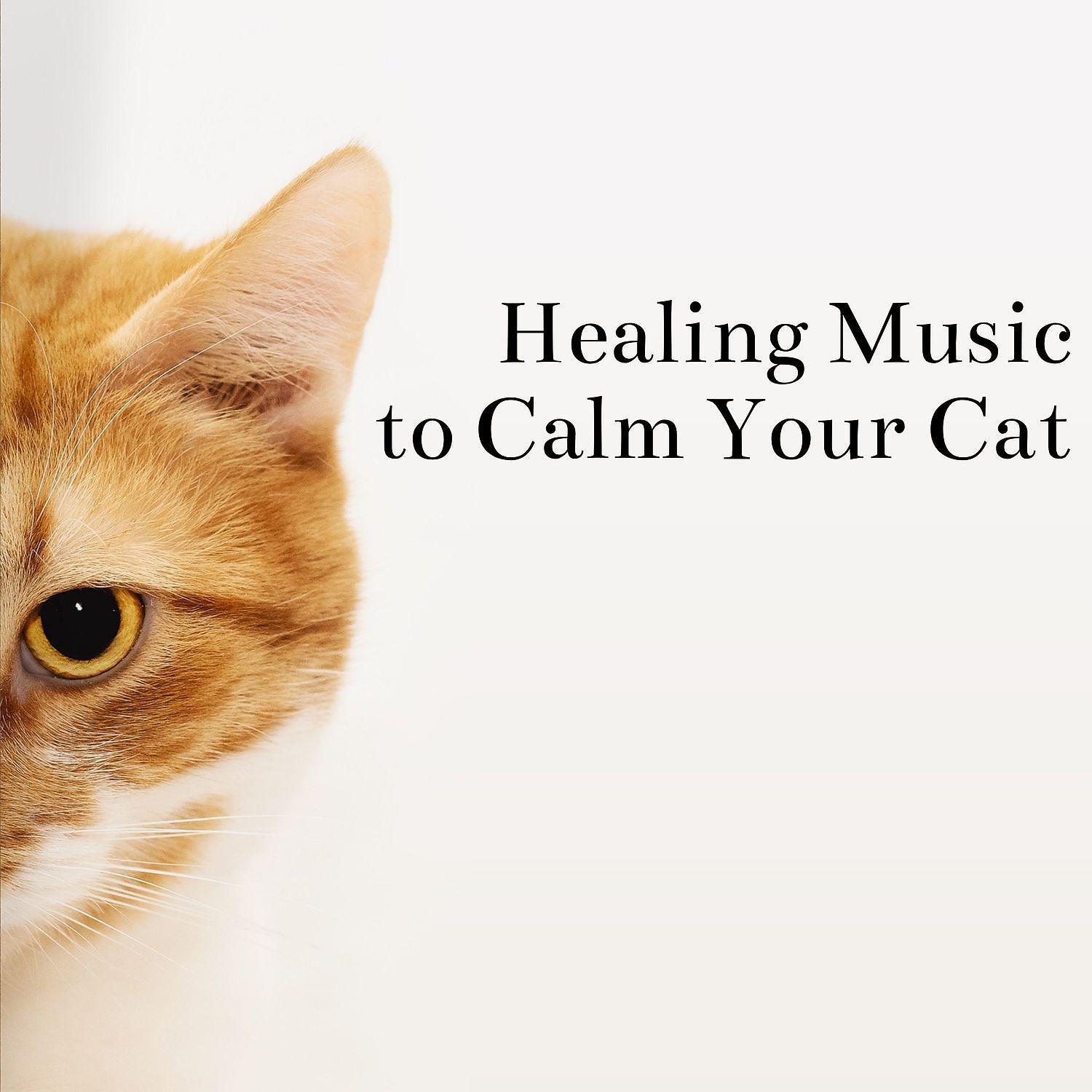 Постер альбома Healing Music to Calm Your Cat - Stress Relief, Relaxation