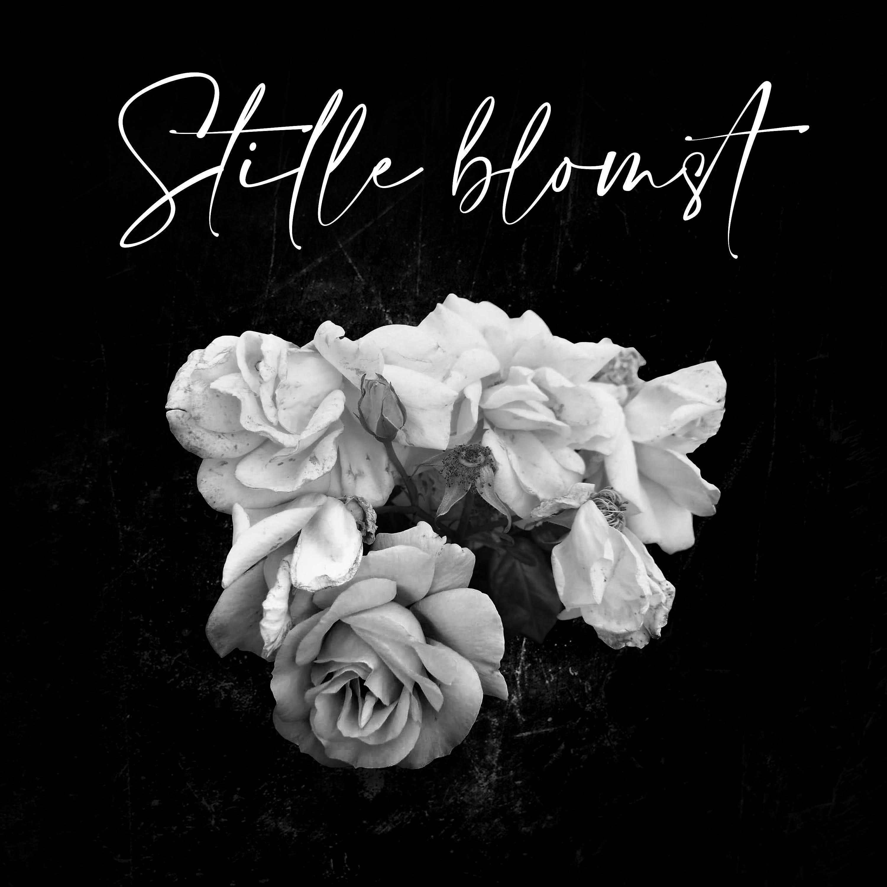 Постер альбома Stille Blomst