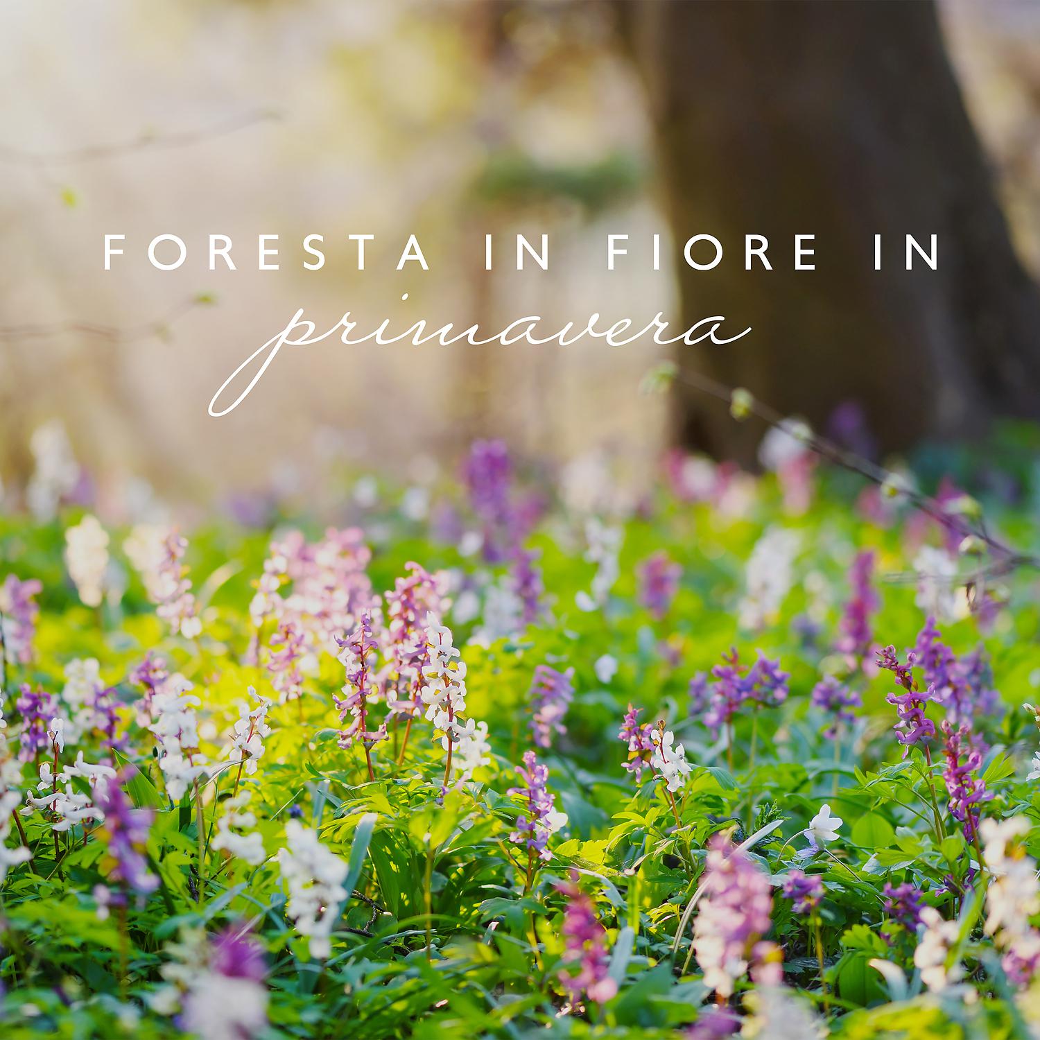 Постер альбома Foresta in fiore in primavera: Meditazione con la natura, Terapia curativa, Suoni della natura viva