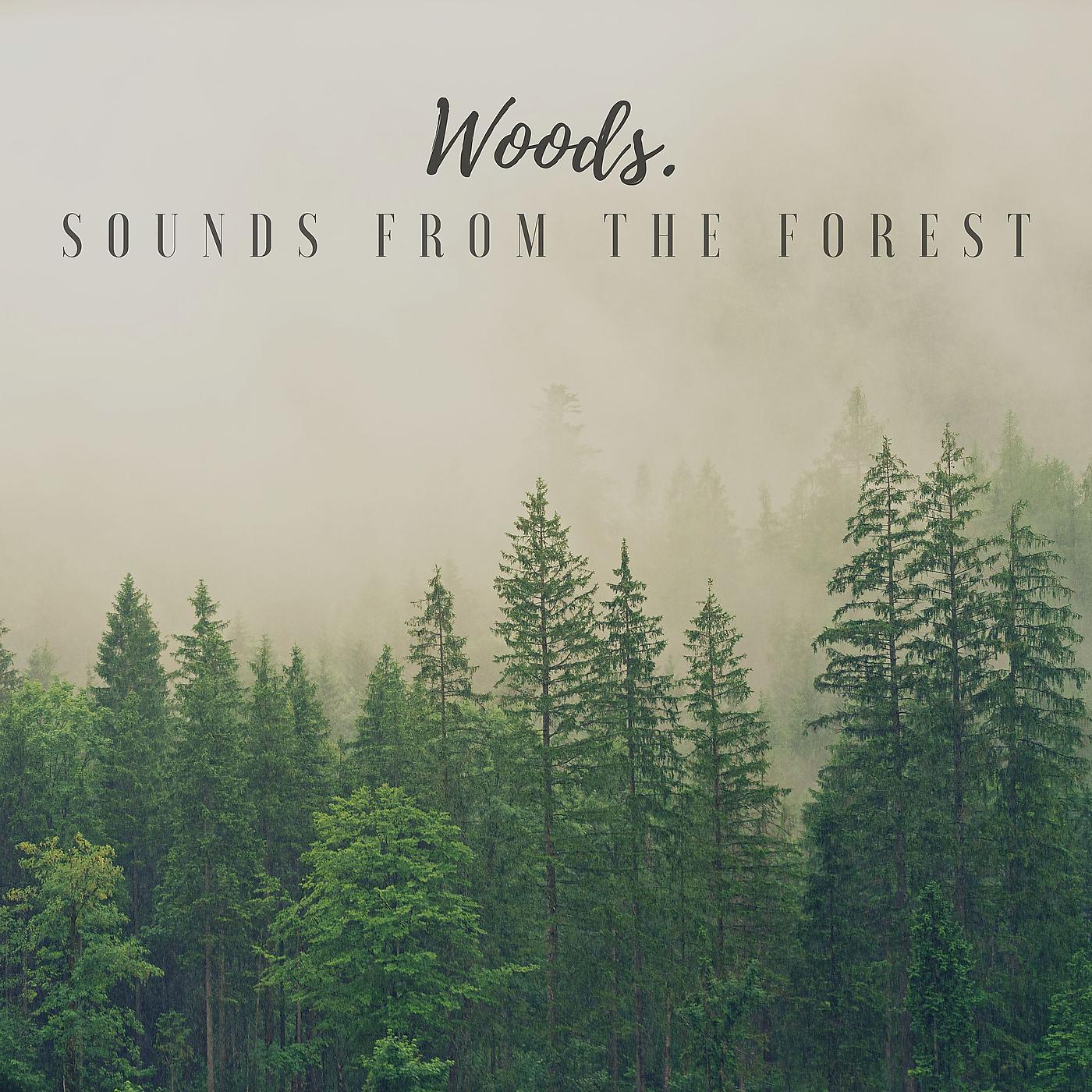 Постер альбома Sounds from the Forest