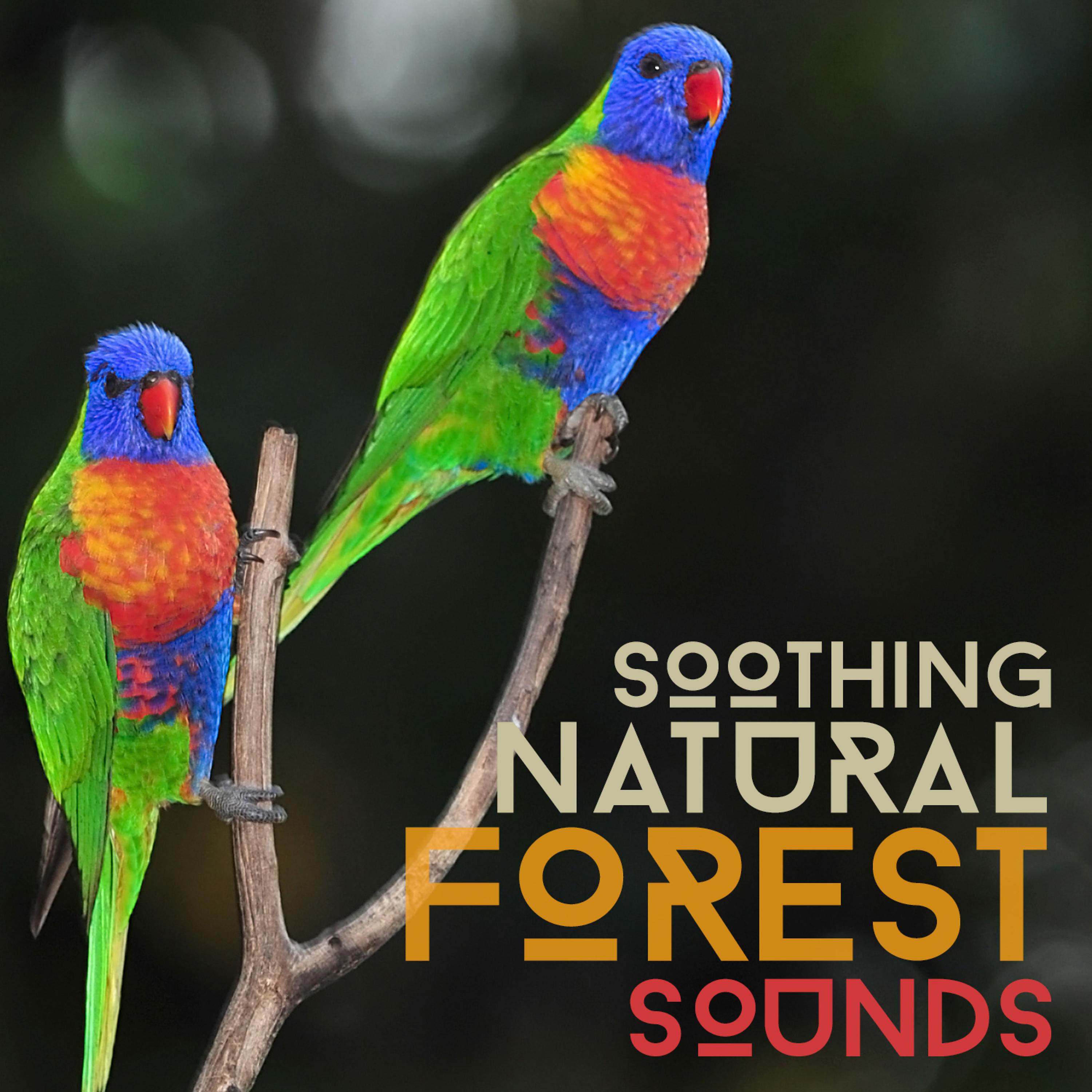 Постер альбома Soothing Natural Forest Sounds