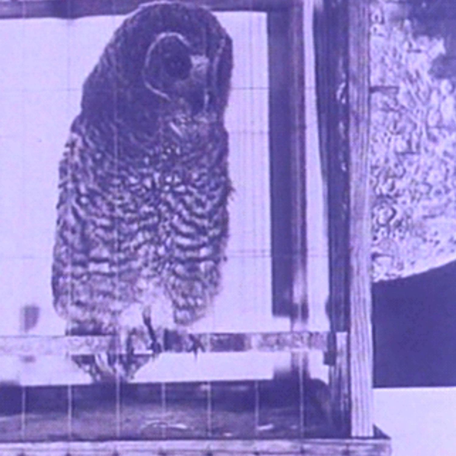 Постер альбома Owls