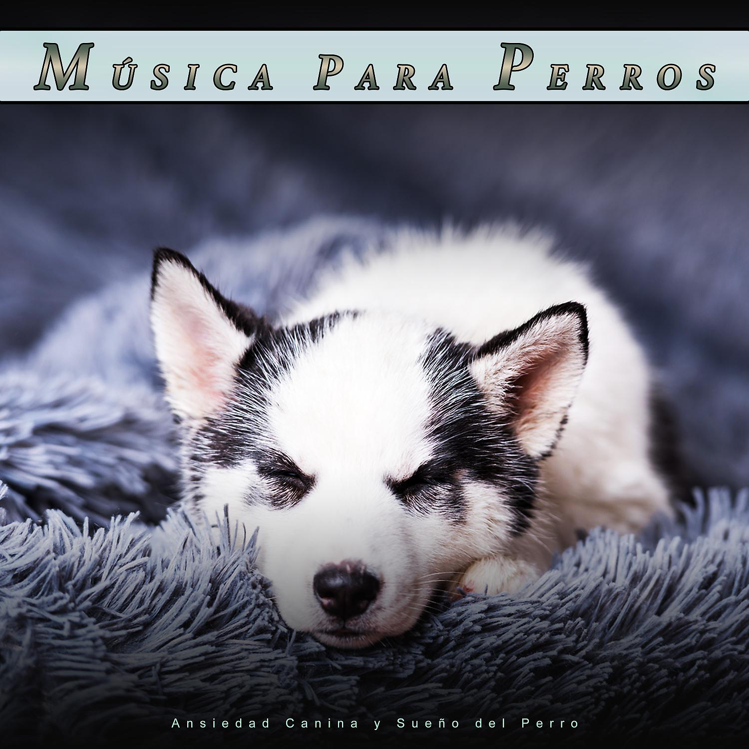 Постер альбома Música Para Perros: Ansiedad Canina y Sueño del Perro